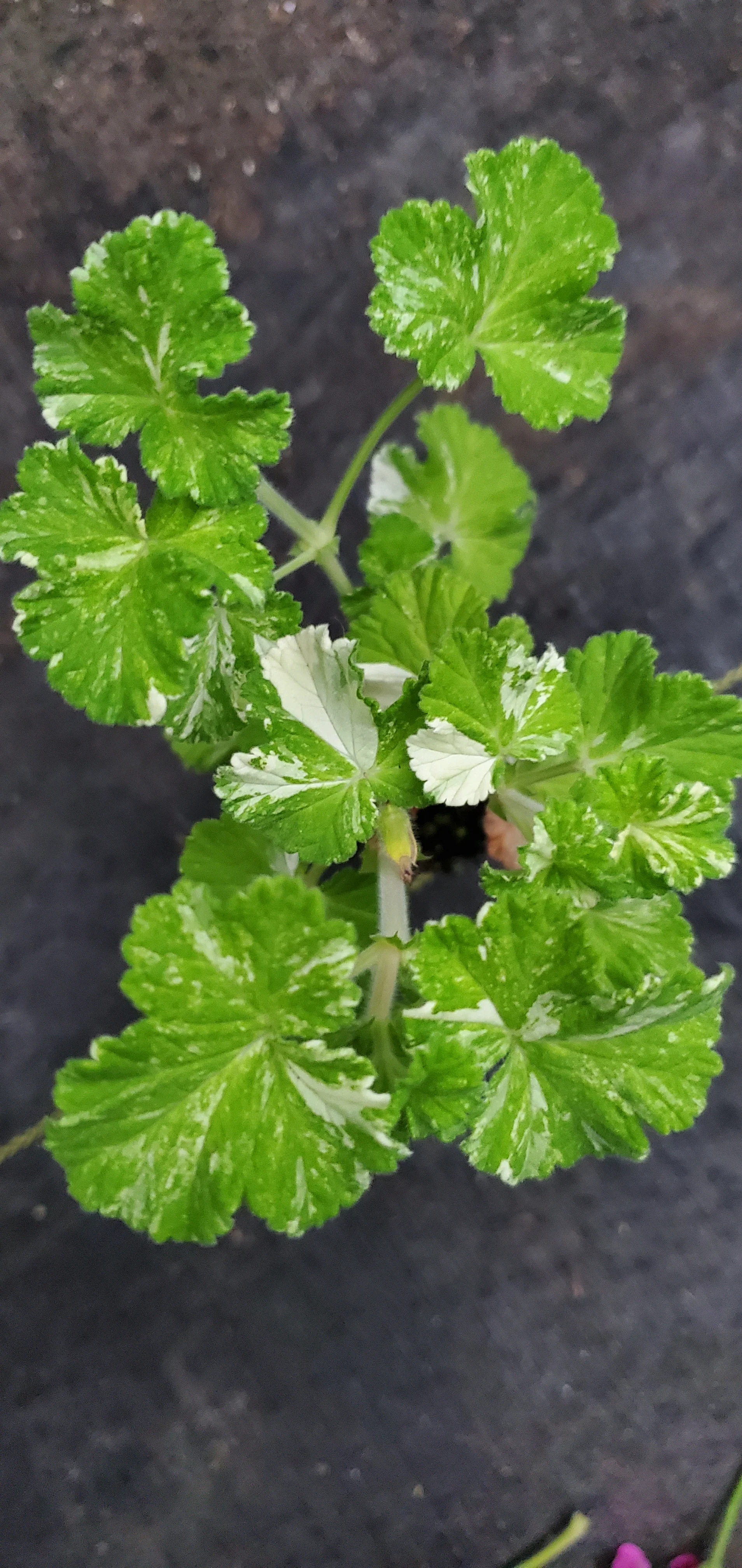 Pelargonium Charmay Snowflurry