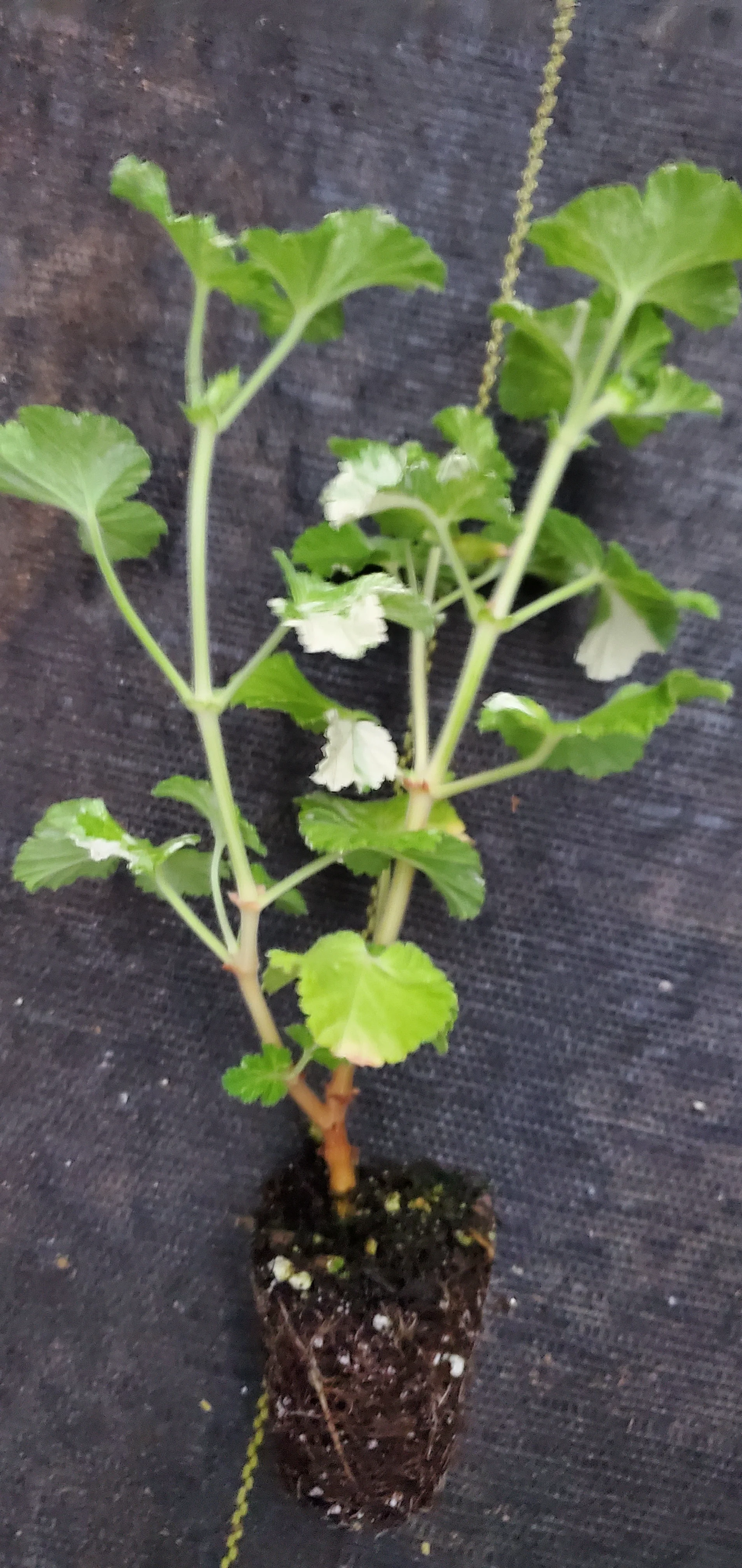 Pelargonium Charmay Snowflurry - Image 2