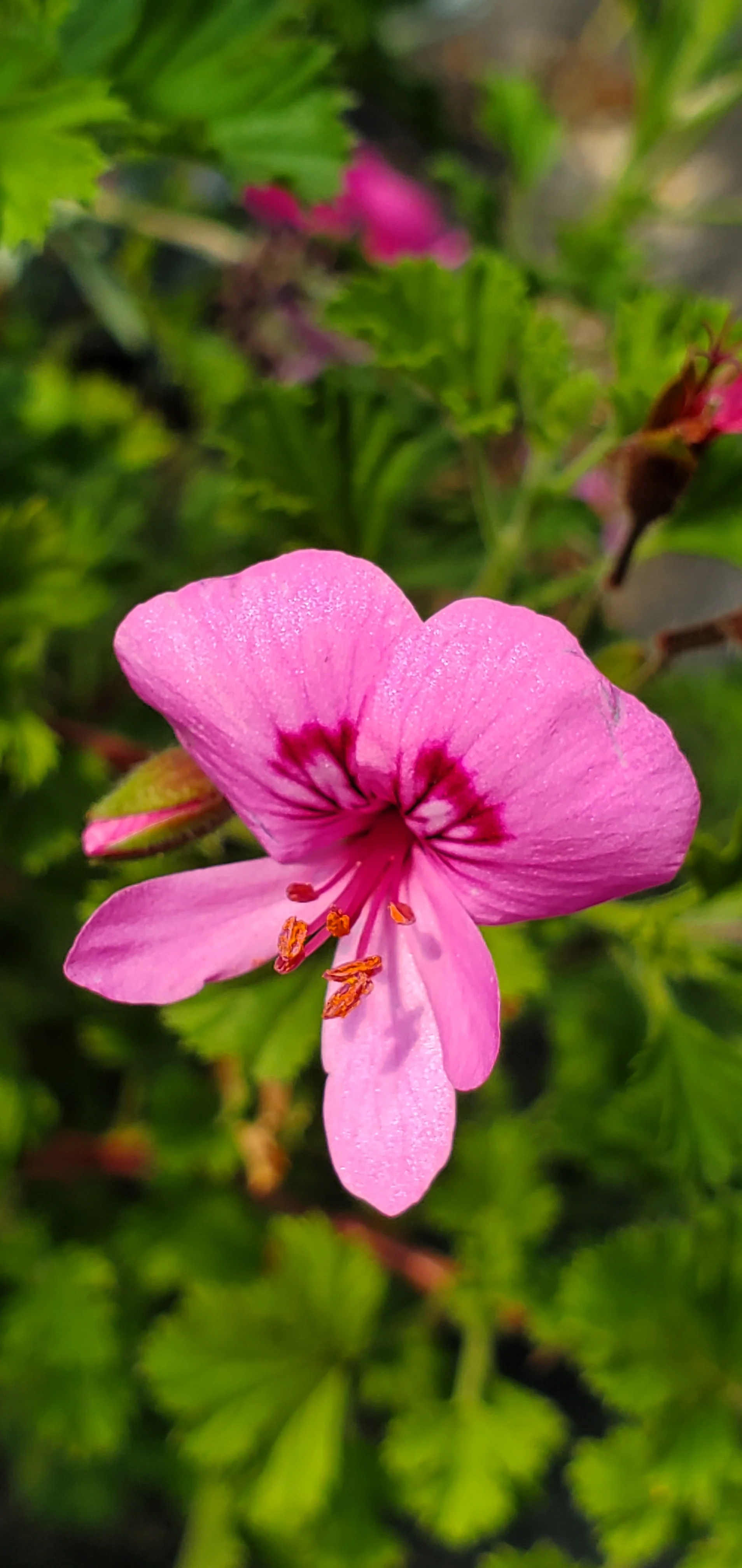 Pelargonium Cinnamon Scented Geranium - Image 2