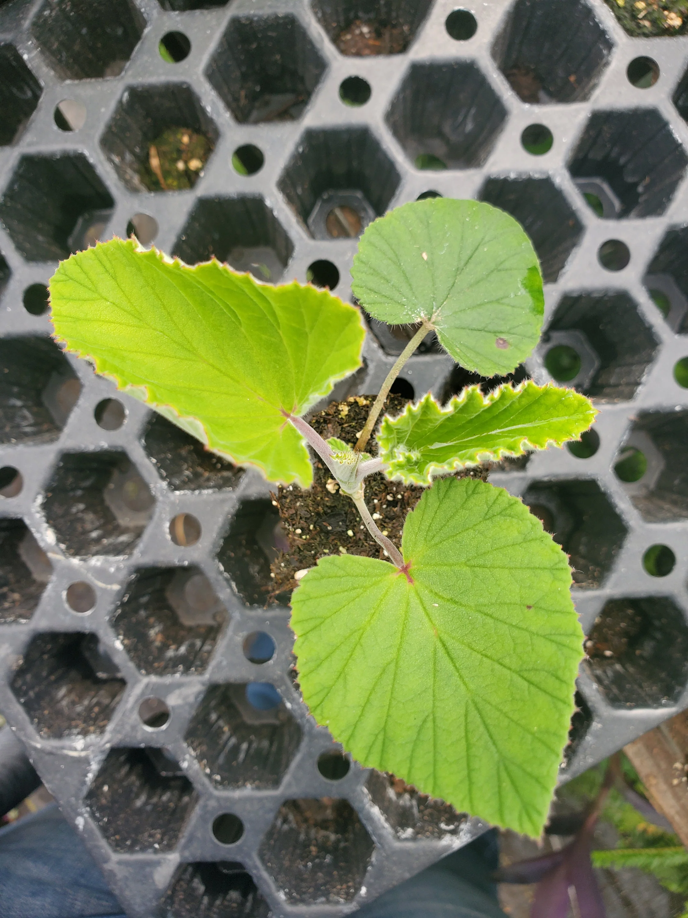 Pelargonium Cordifolium