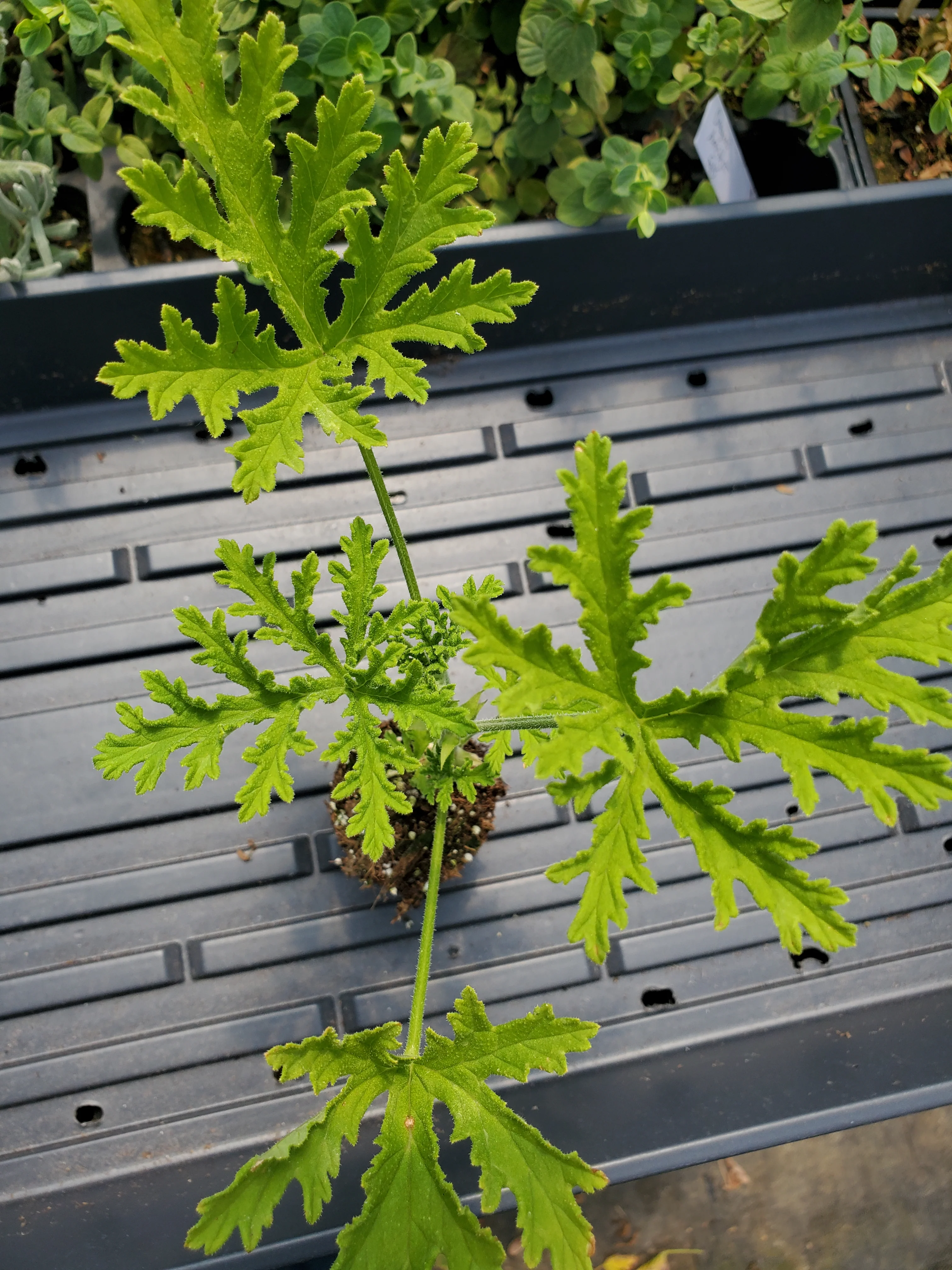 Pelargonium Fragrant Frosty