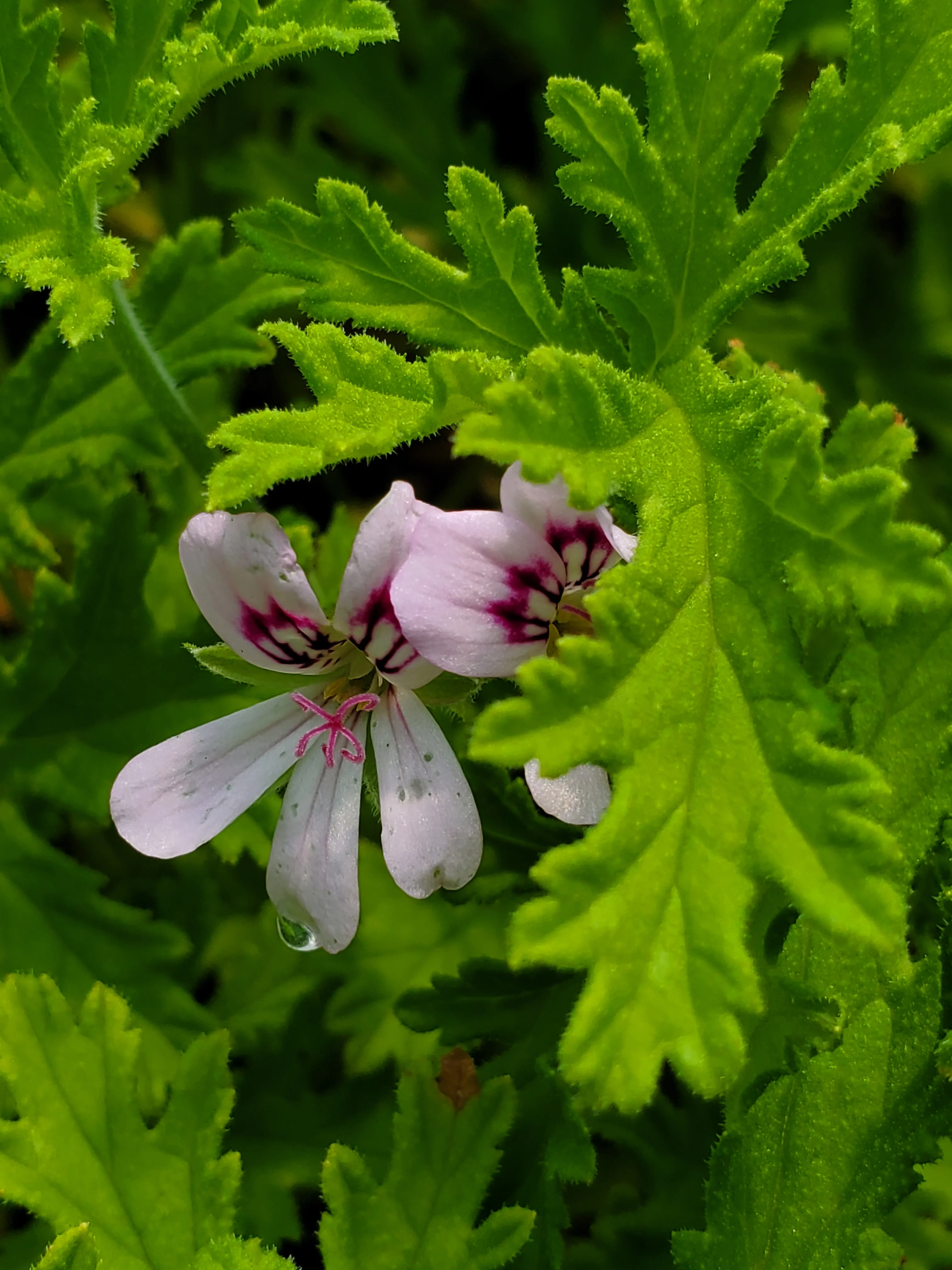 Pelargonium Fragrant Frosty - Image 3