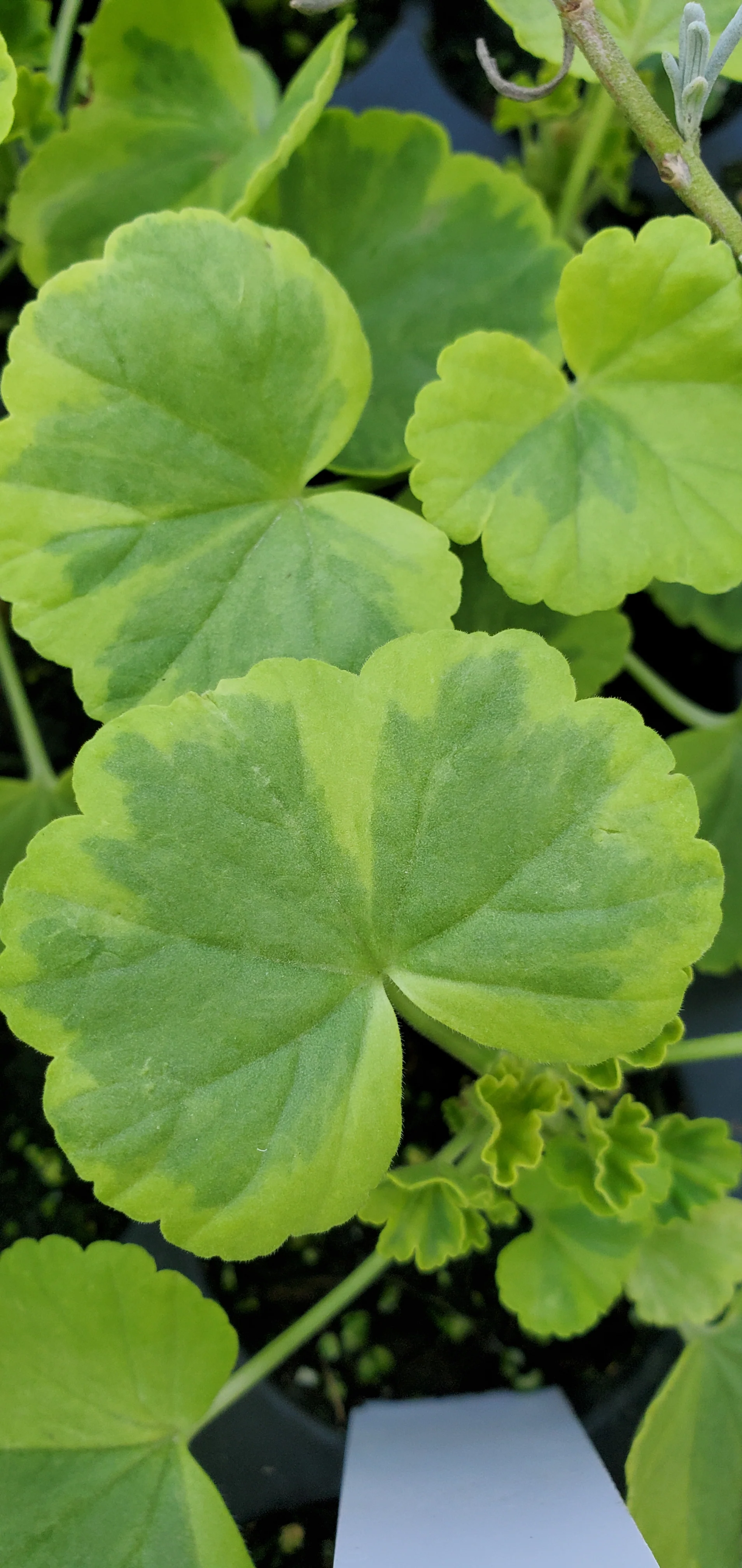 Pelargonium Green-Gold Kleine Leibling