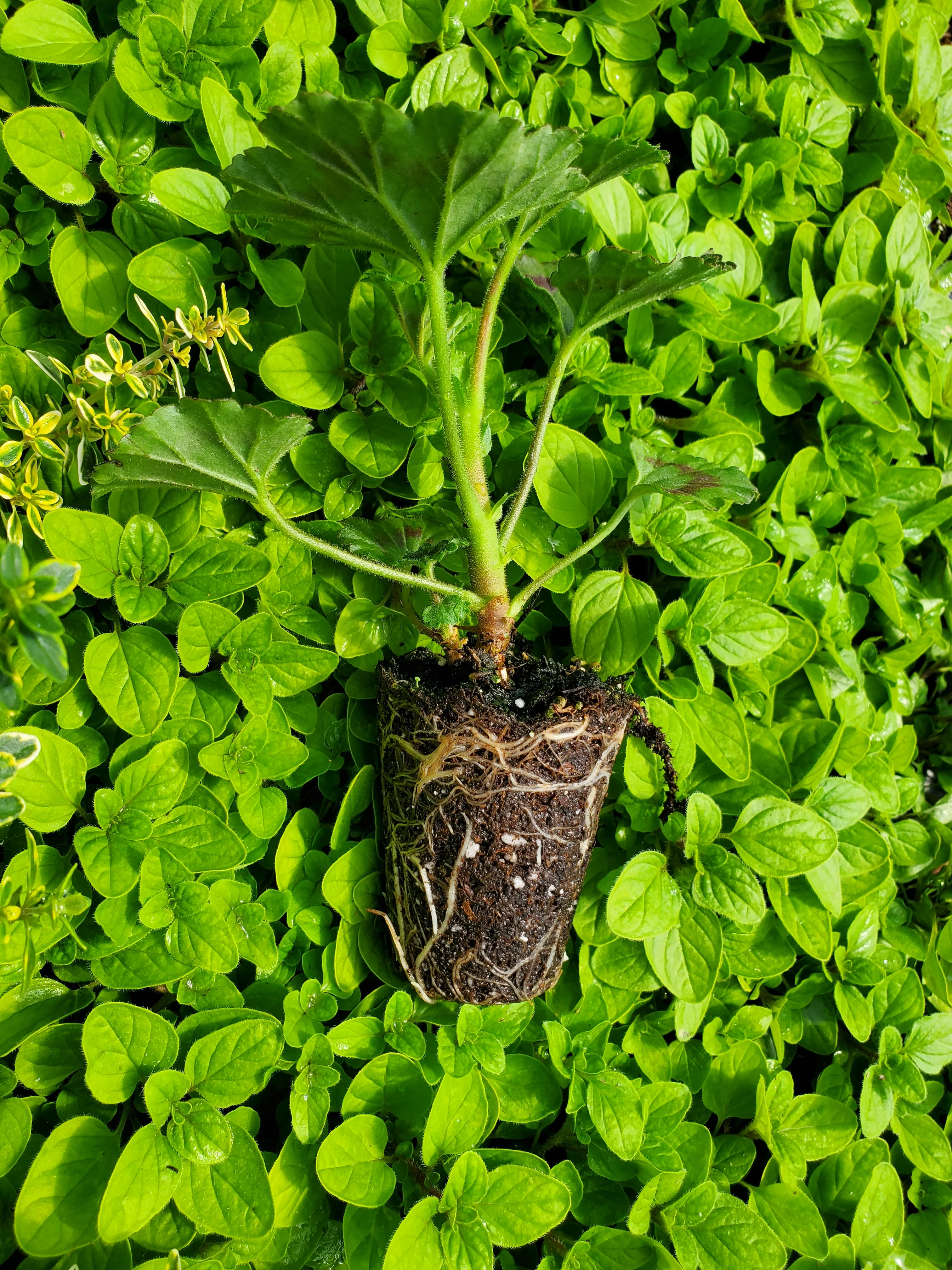 Pelargonium Grossergarten - Image 2