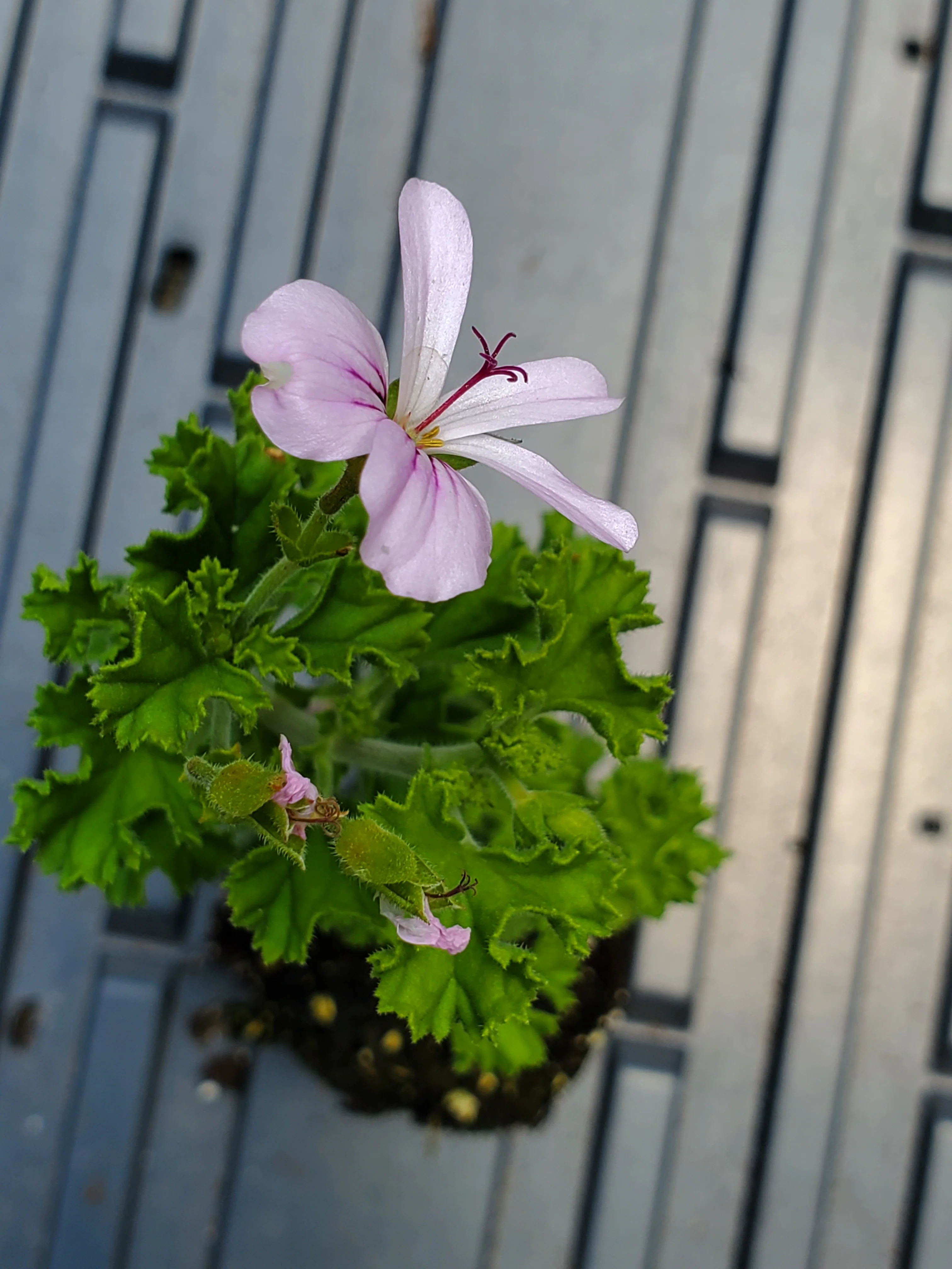 Pelargonium Lemon Crispum