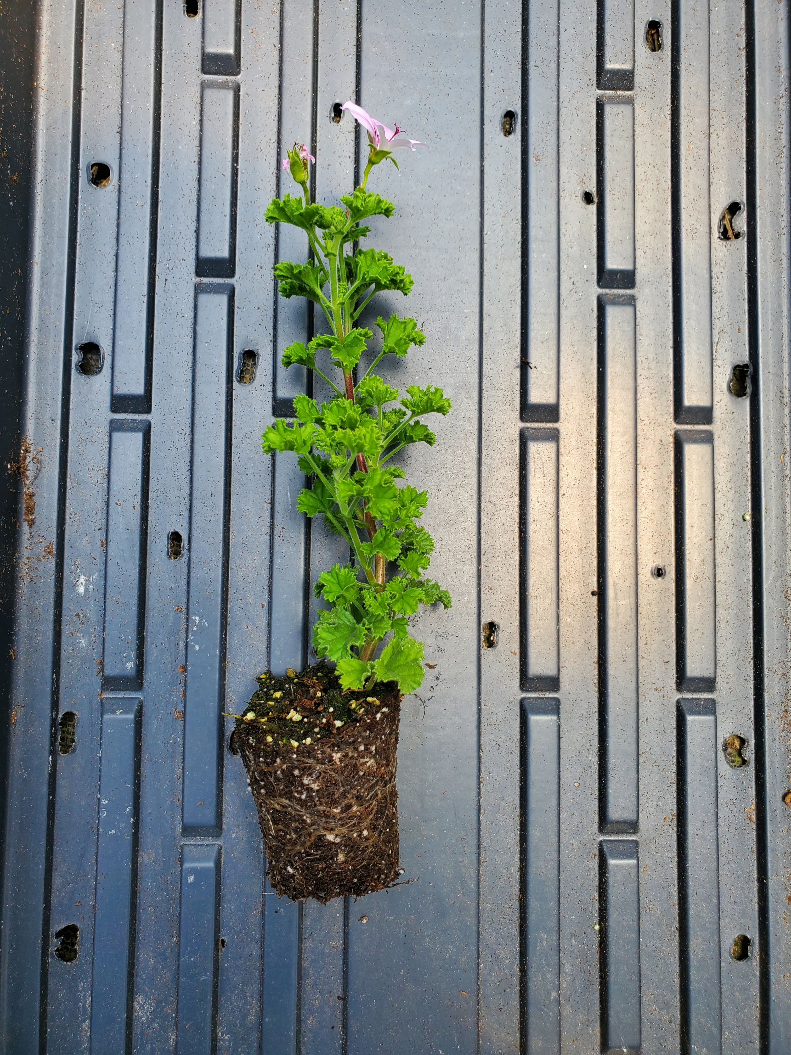 Pelargonium Lemon Crispum - Image 2