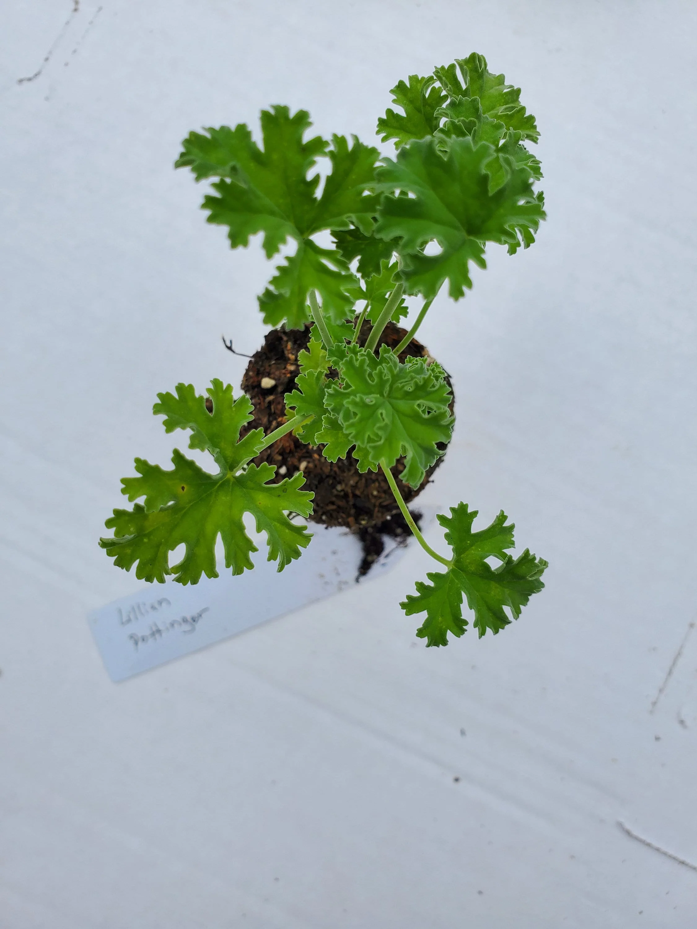 Pelargonium Lilian Pottinger