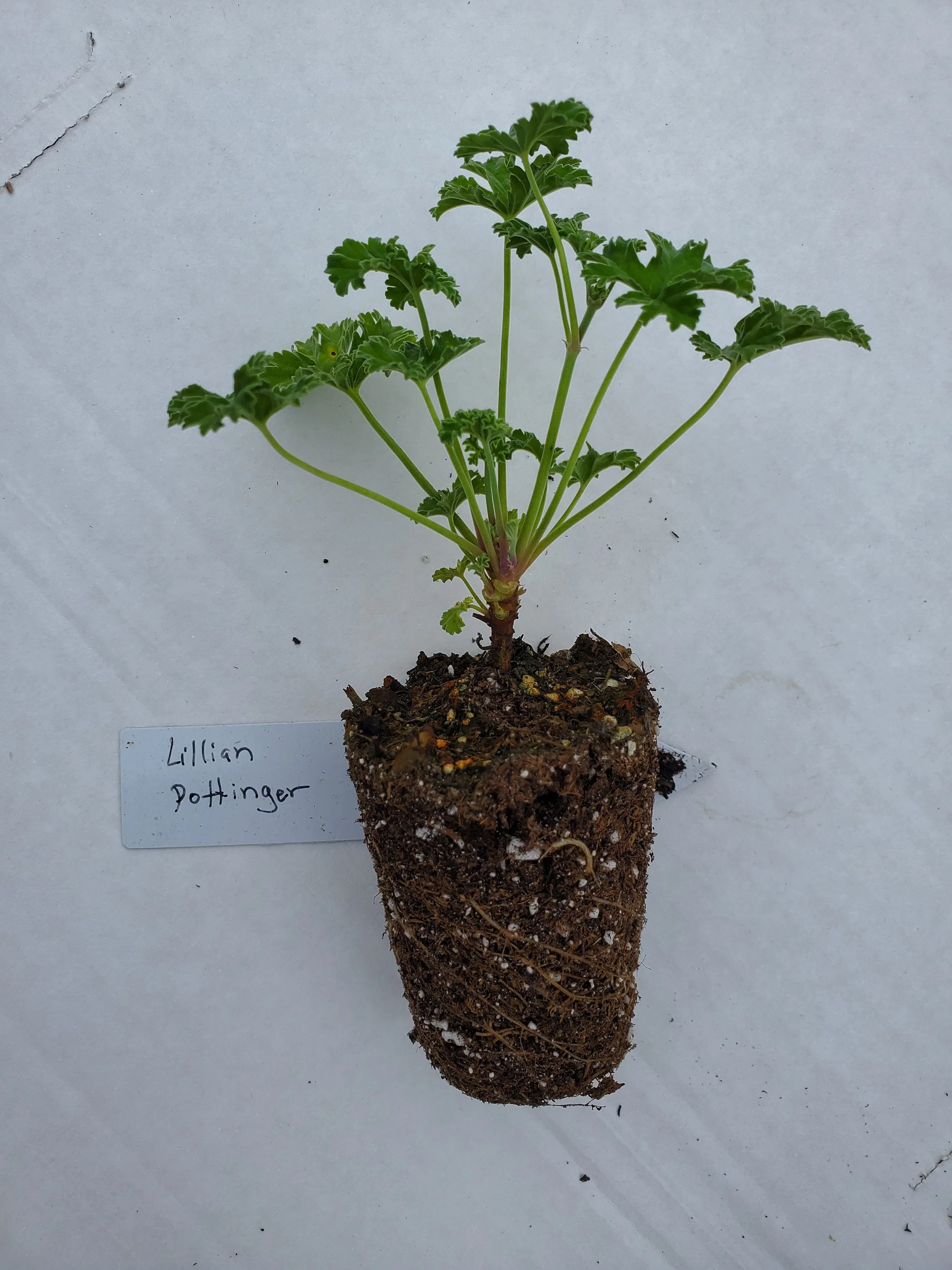 Pelargonium Lilian Pottinger - Image 2