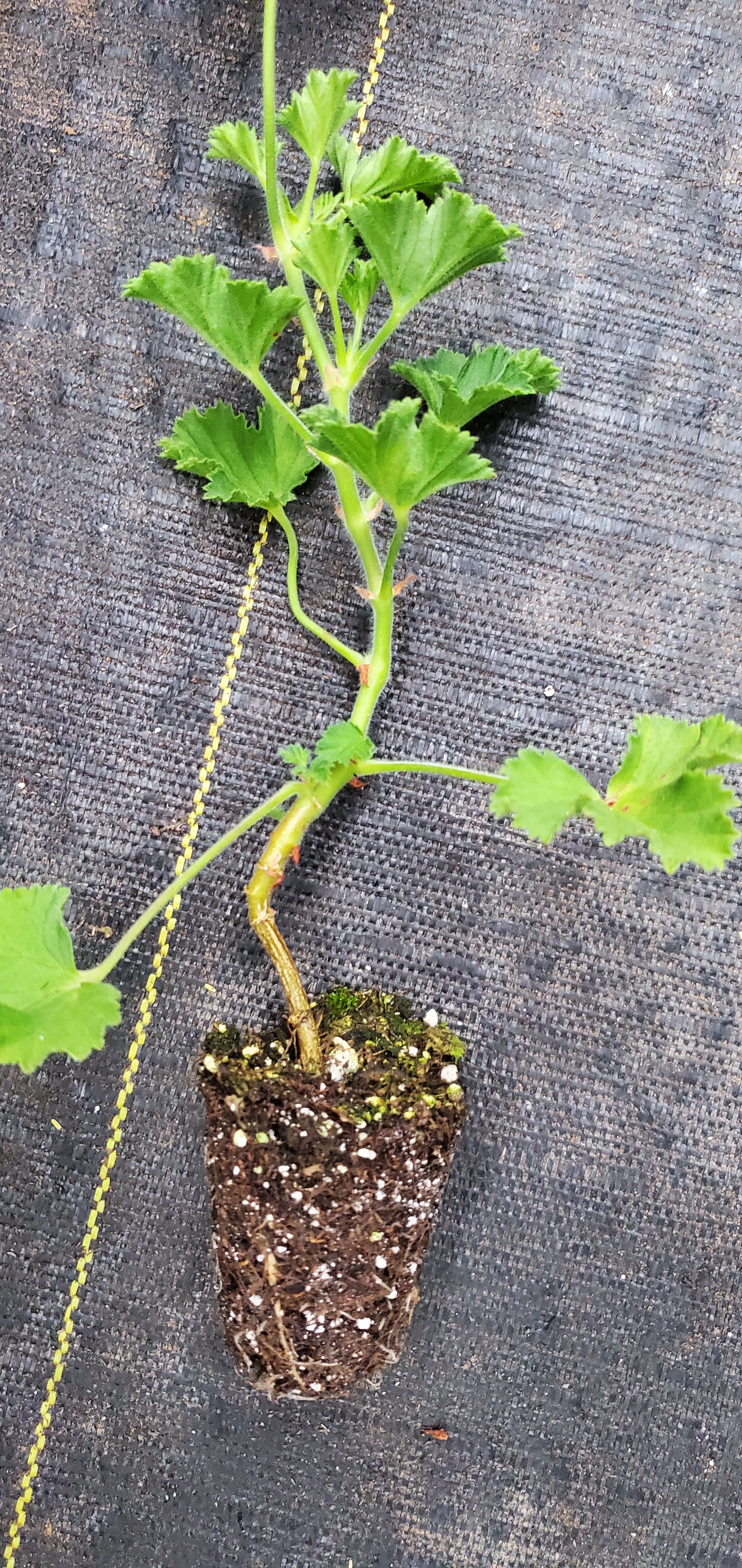 Pelargonium Pineapple - Image 2