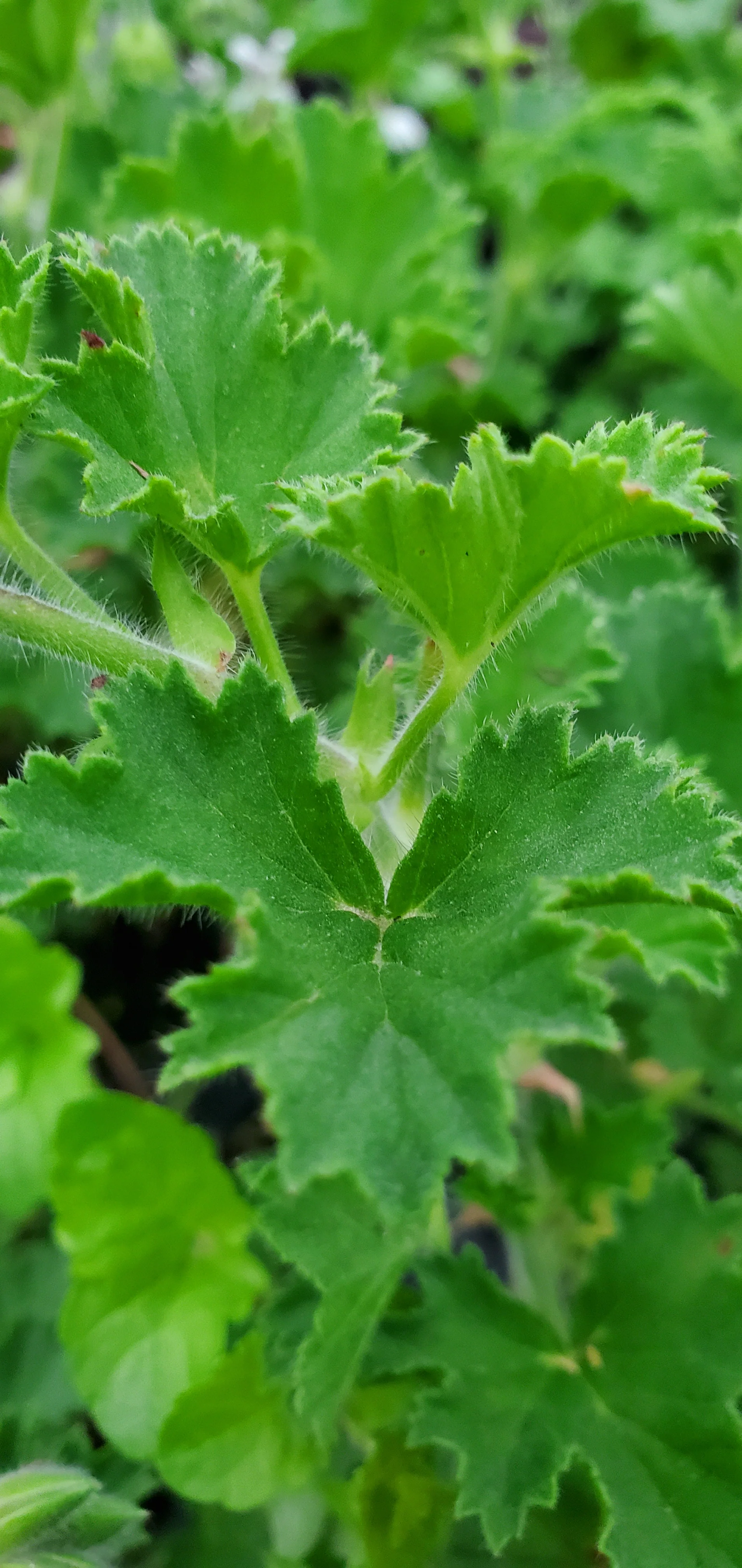 Pelargonium Pineapple - Image 3