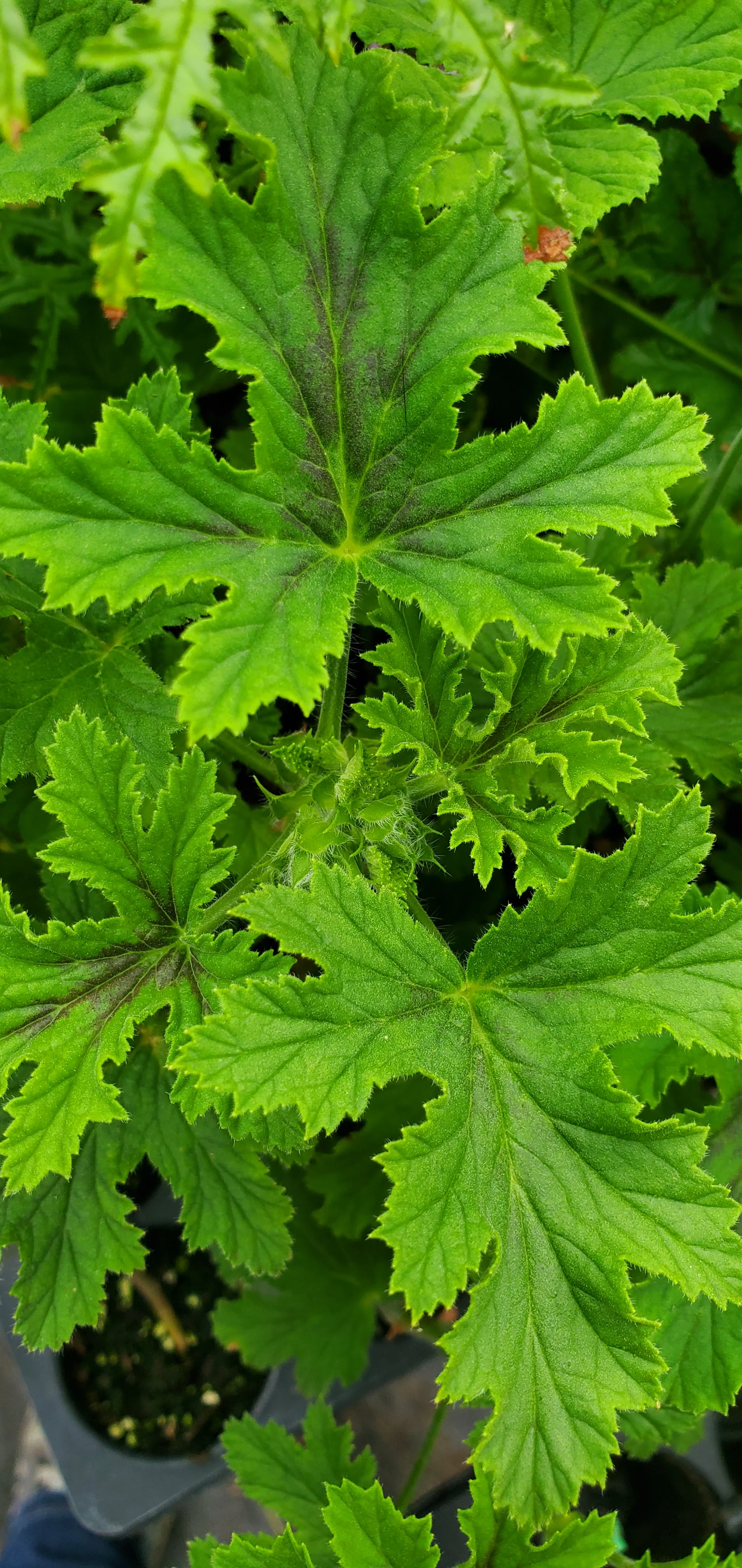Pelargonium Orsett - Image 2