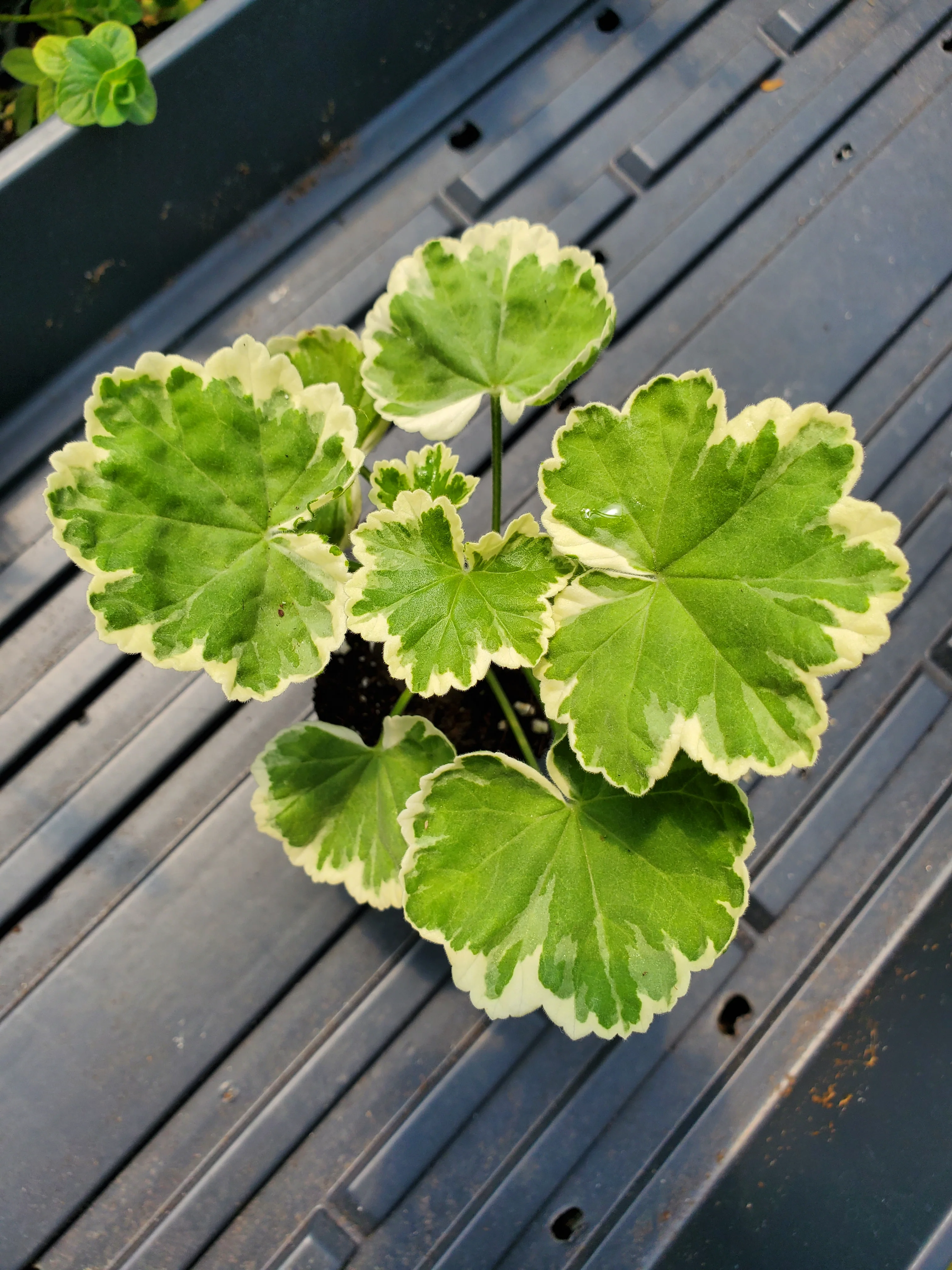 Pelargonium Petals