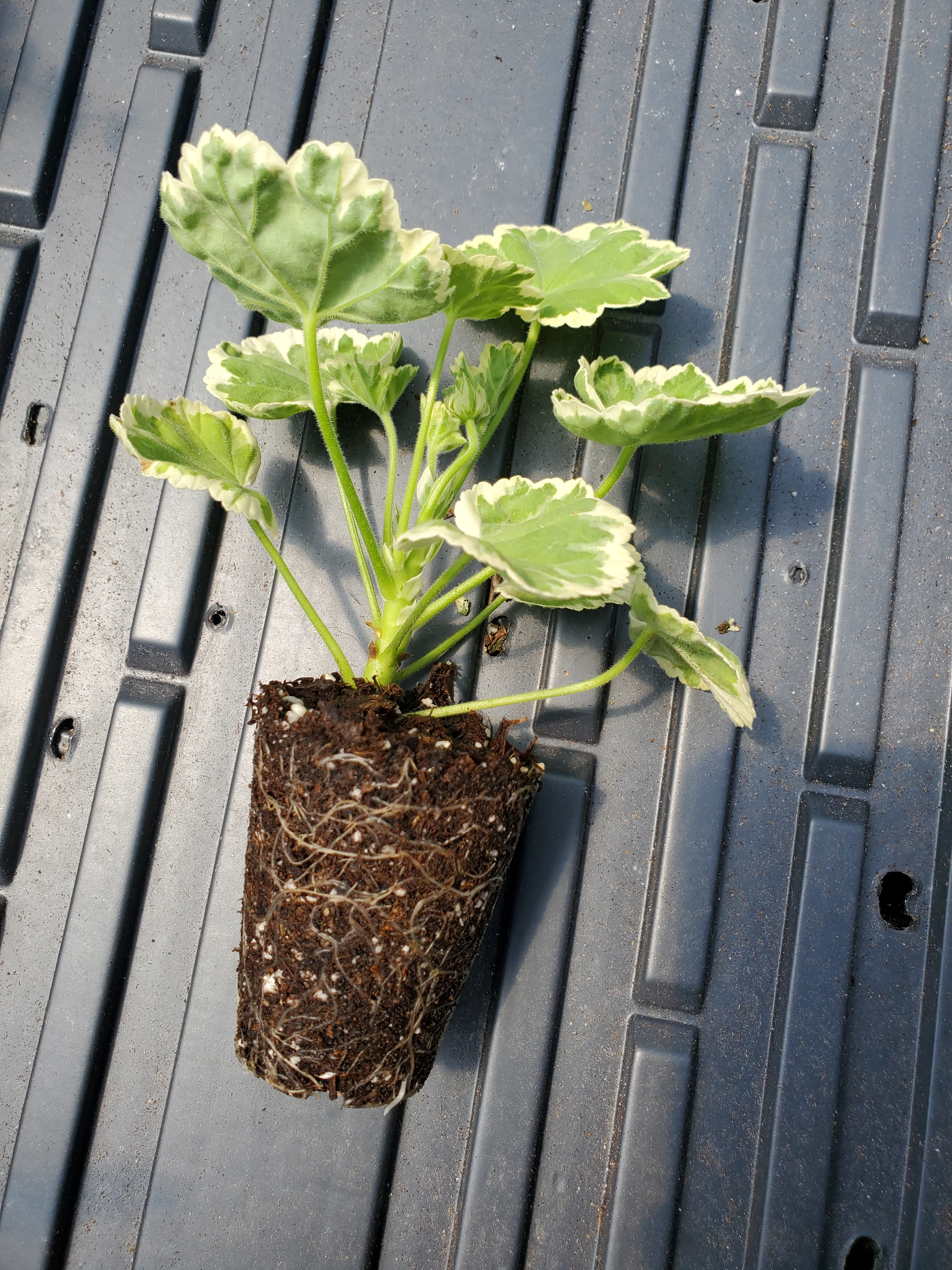Pelargonium Petals - Image 2