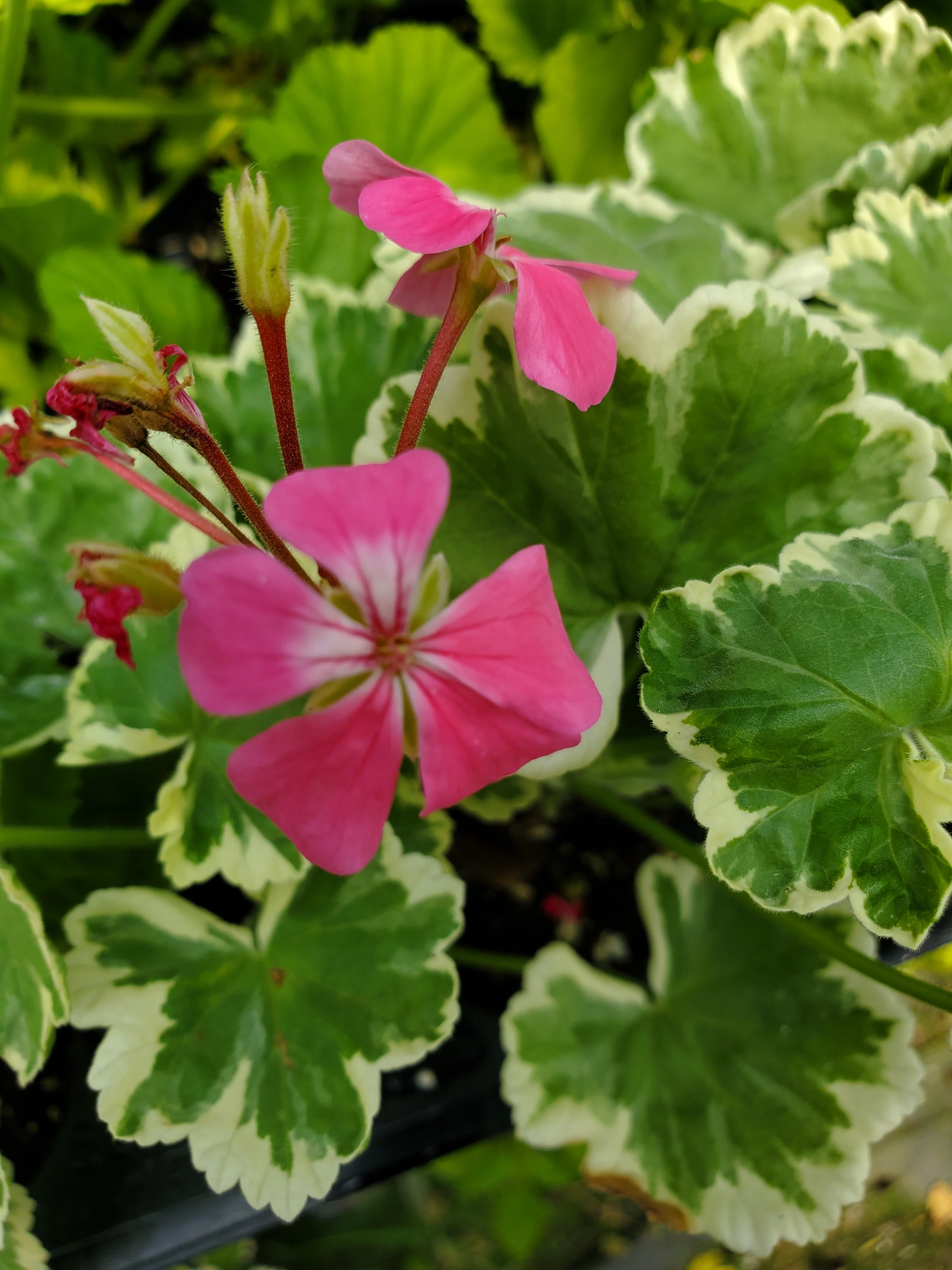 Pelargonium Petals - Image 3
