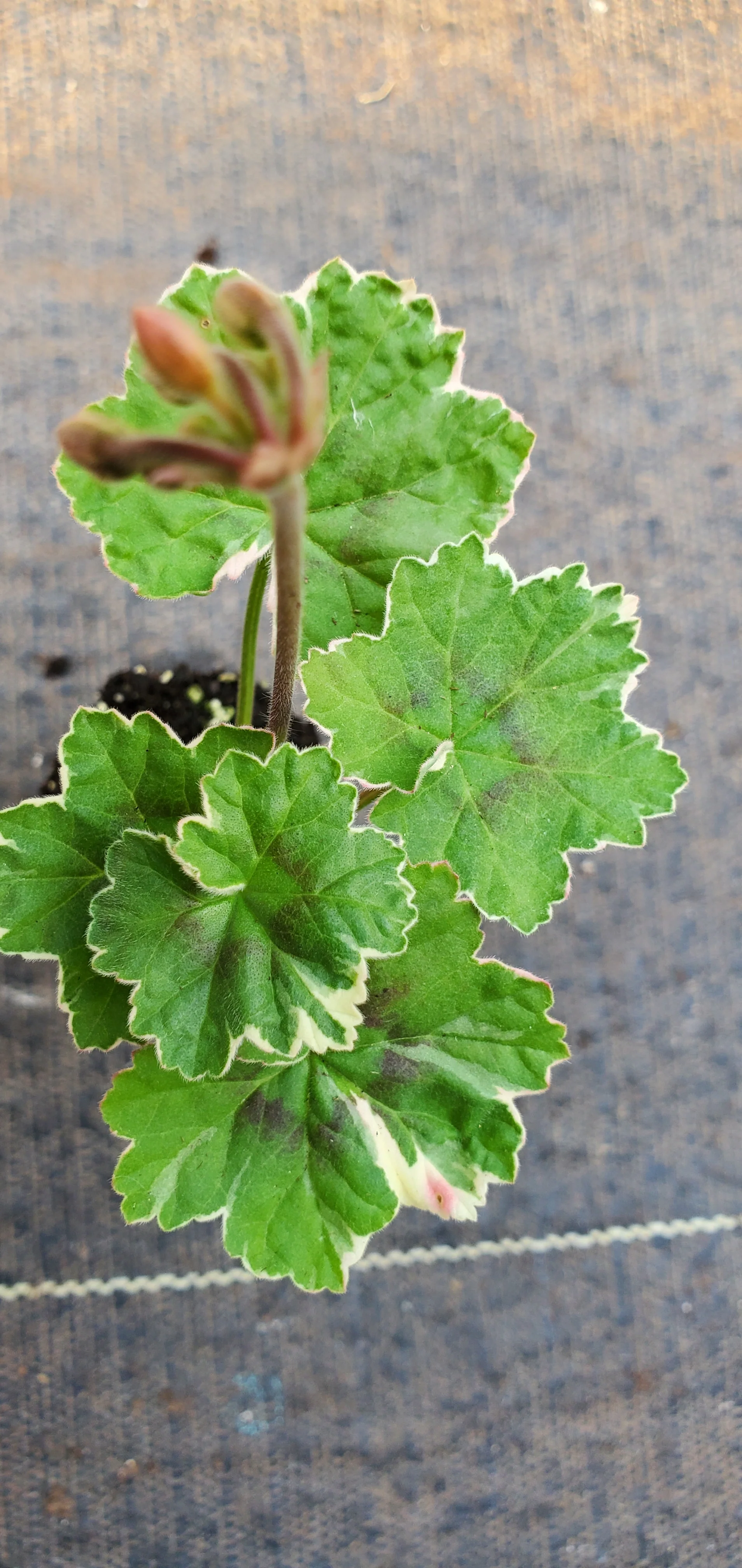 Pelargonium Platinum