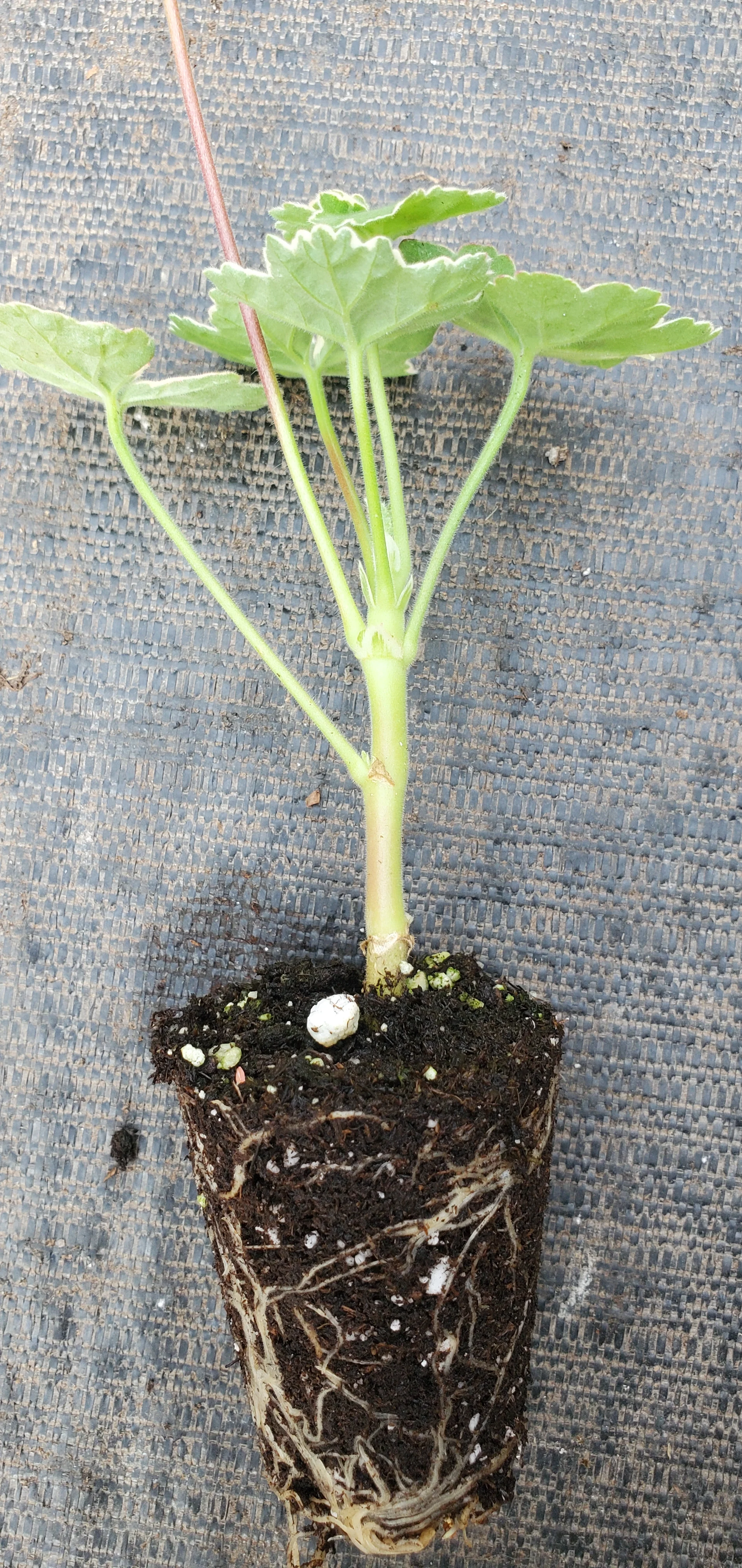 Pelargonium Platinum - Image 2