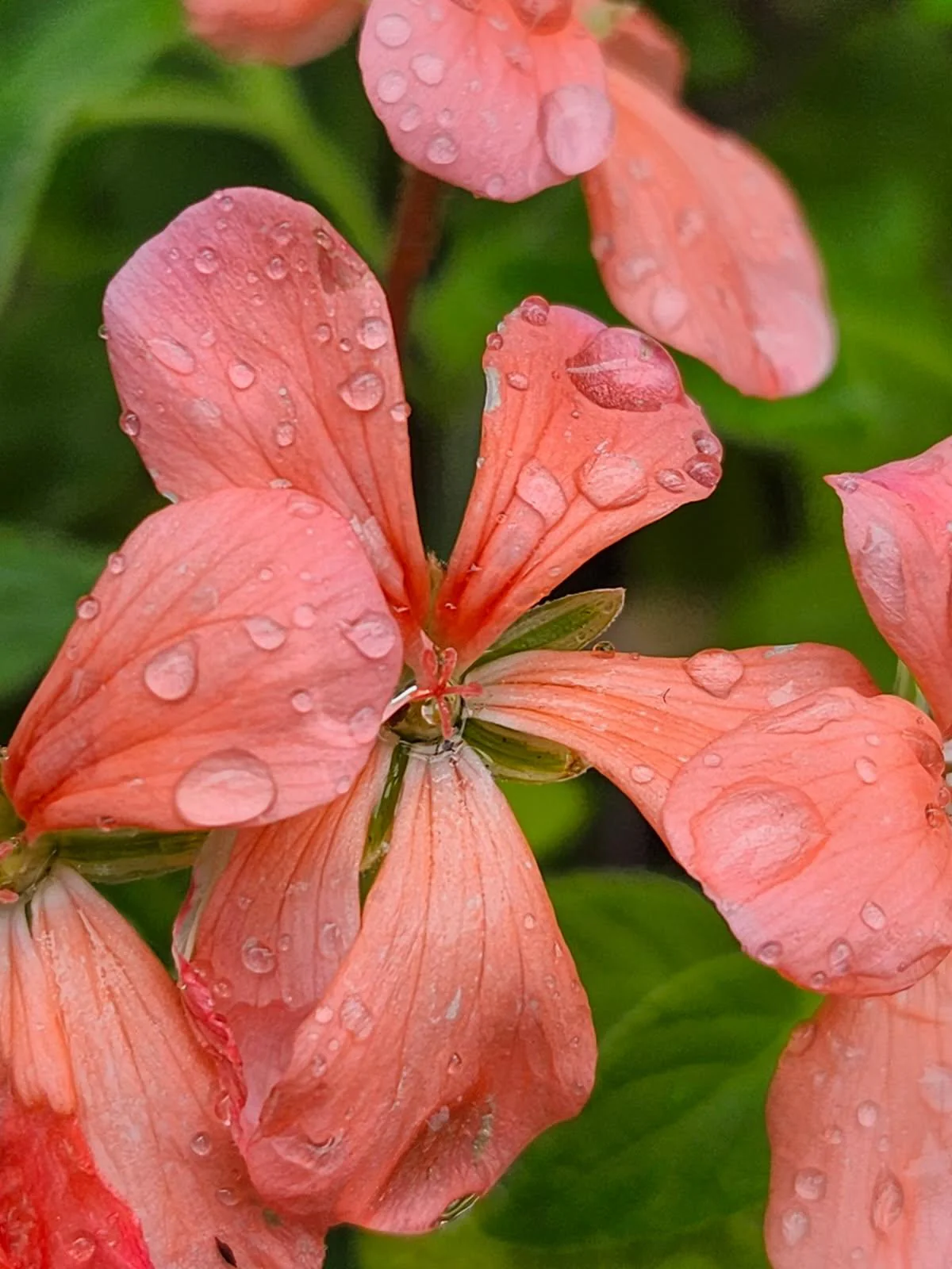 Pelargonium Platinum - Image 3