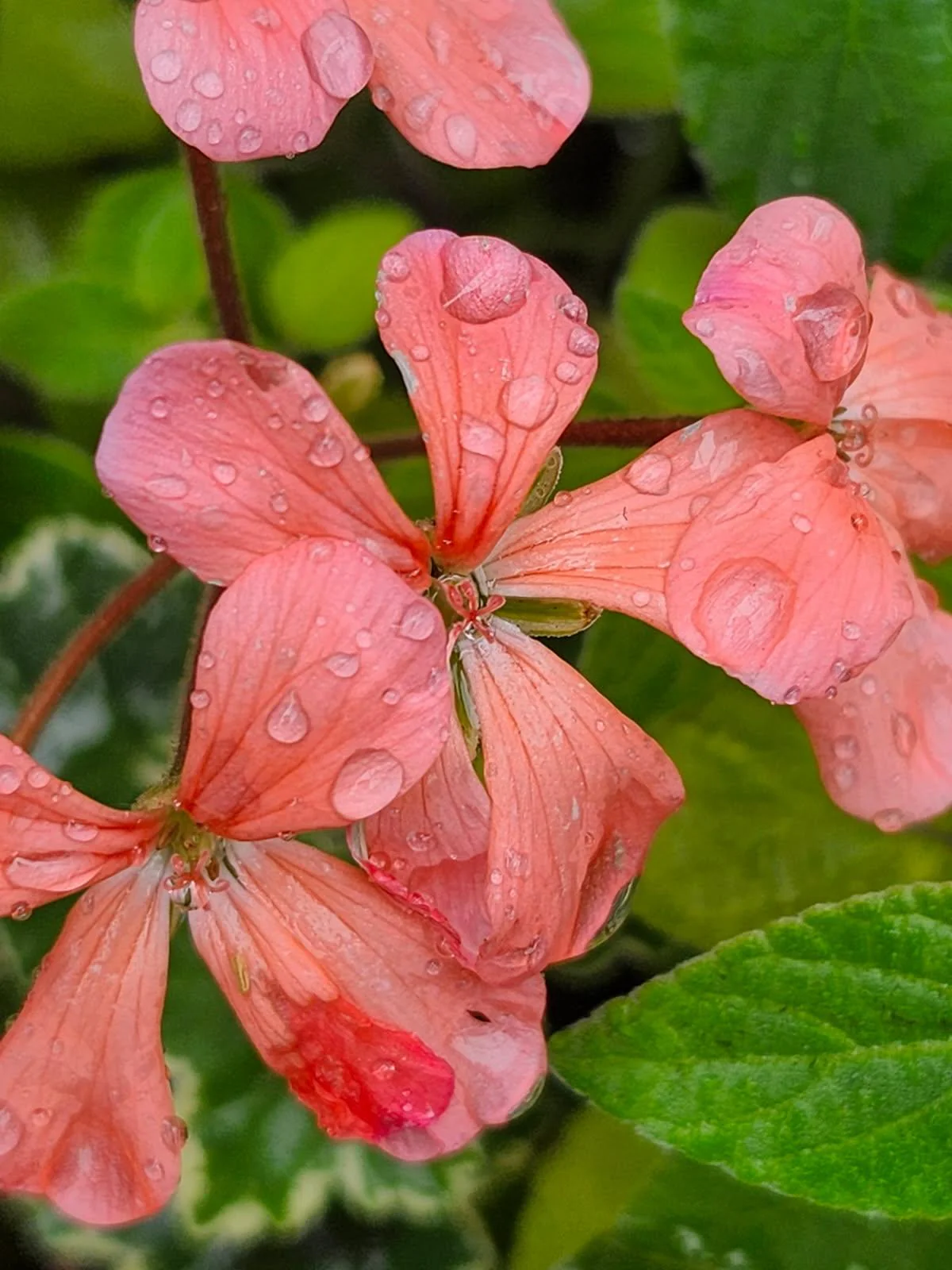 Pelargonium Platinum - Image 4