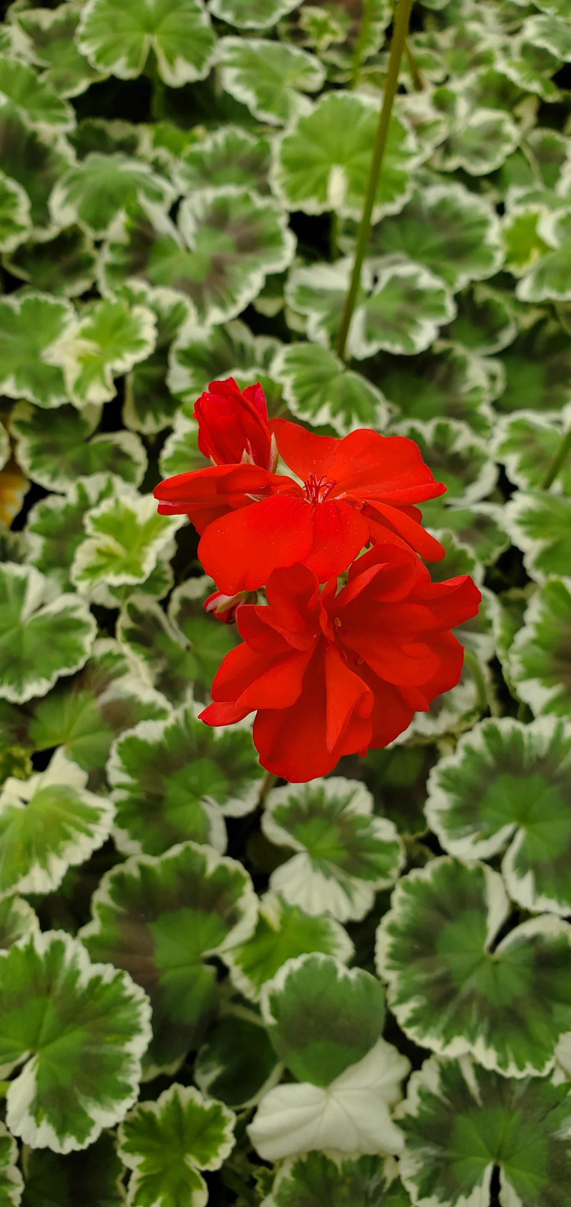 Pelargonium Wilhelm Langguth