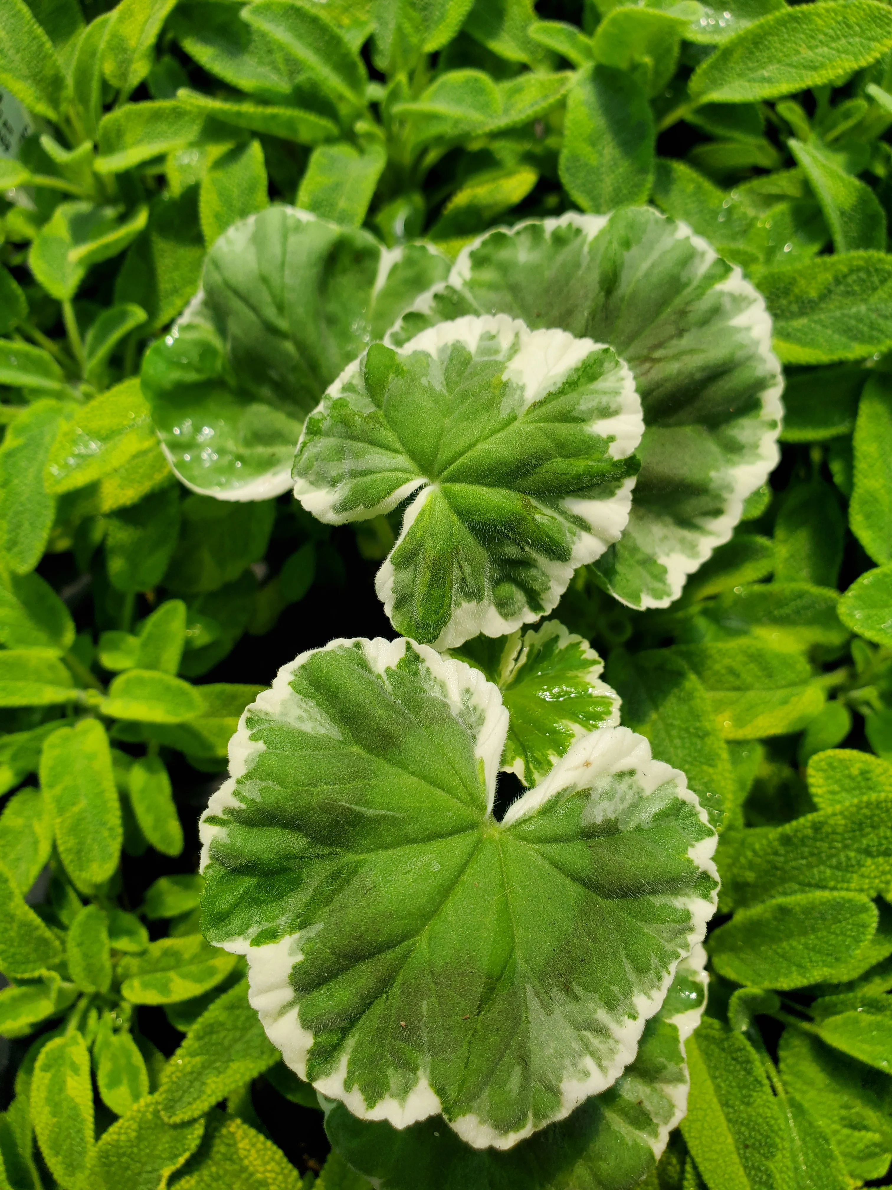 Pelargonium Wilhelm Langguth - Image 2