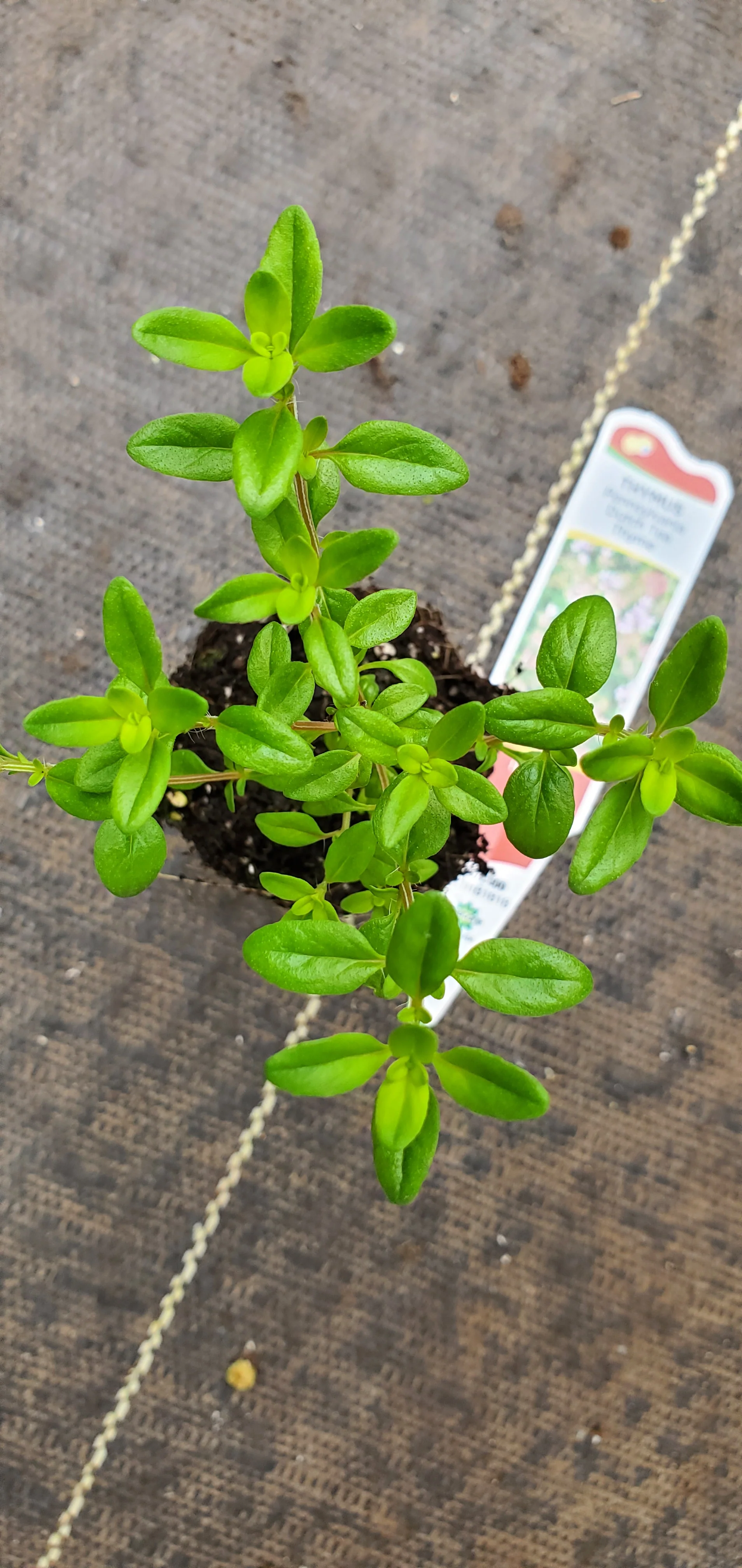 Pennsylvania Dutch Tea Thyme