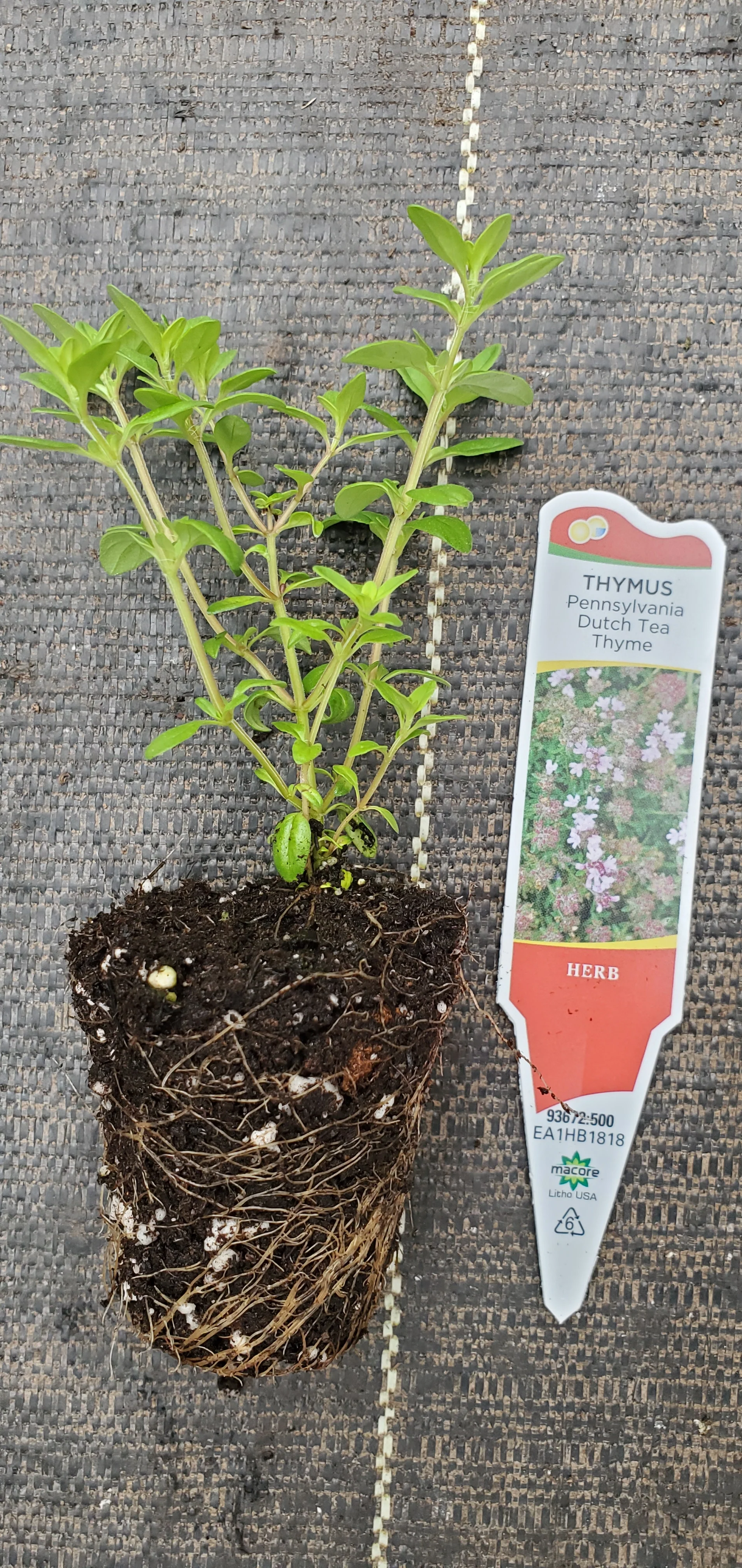 Pennsylvania Dutch Tea Thyme - Image 2