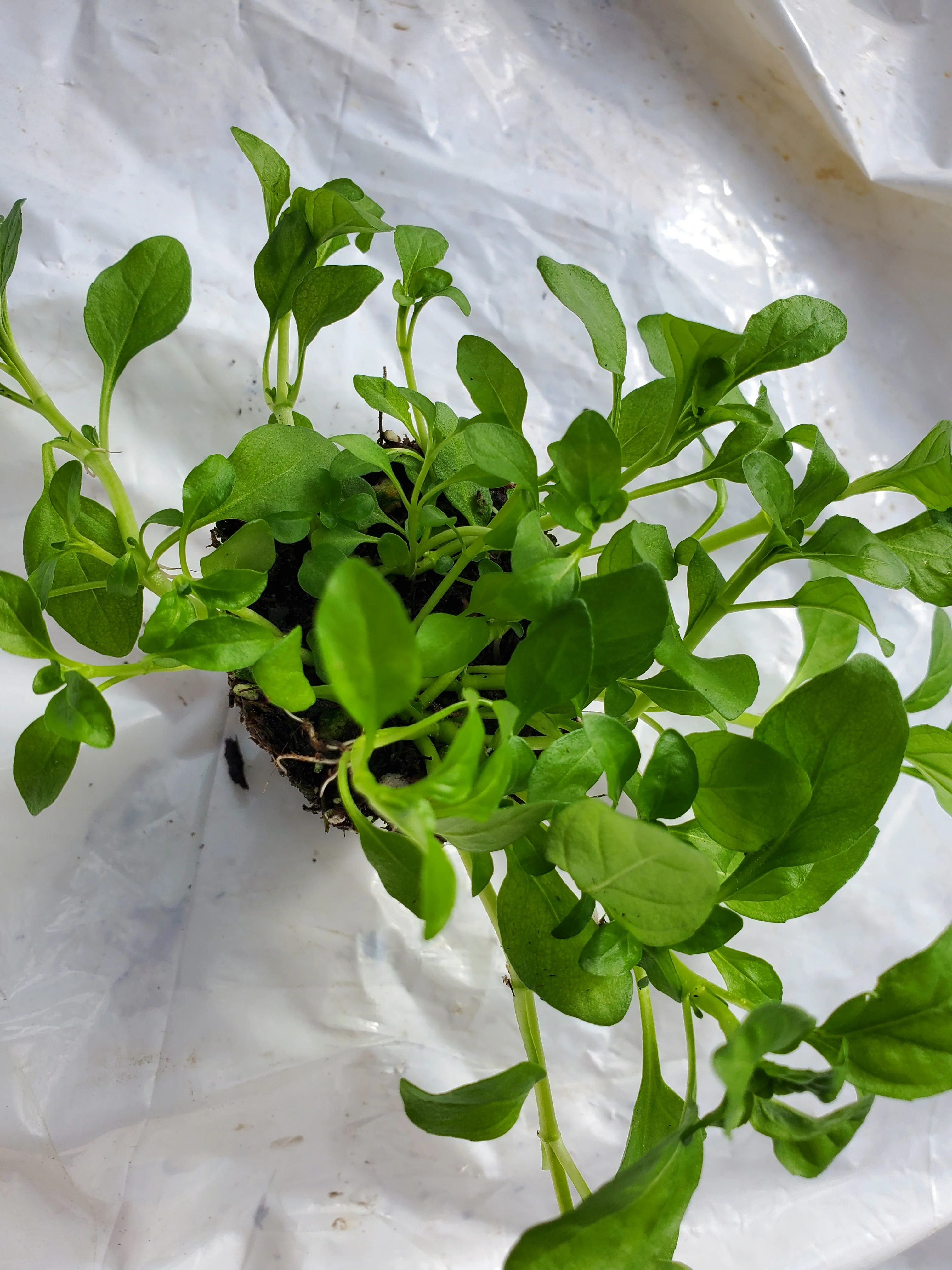 Pennyroyal Mint