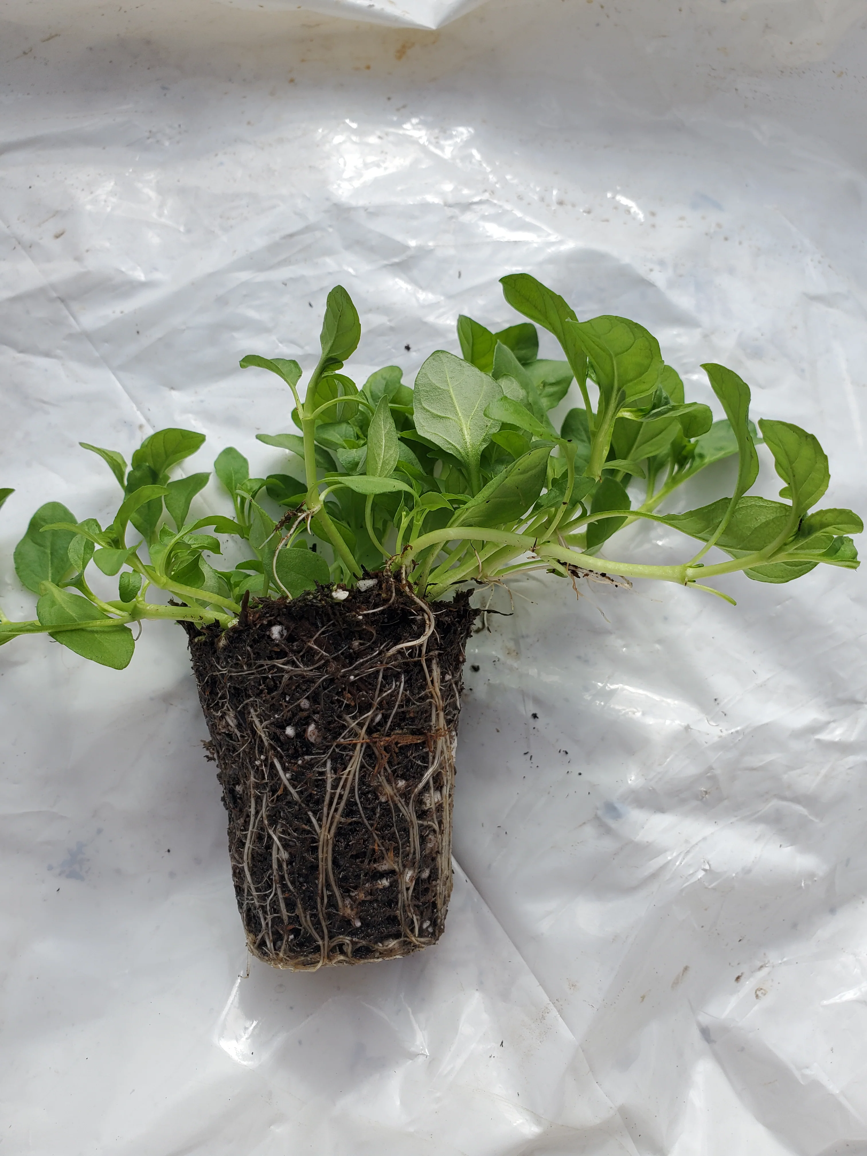 Pennyroyal Mint - Image 2