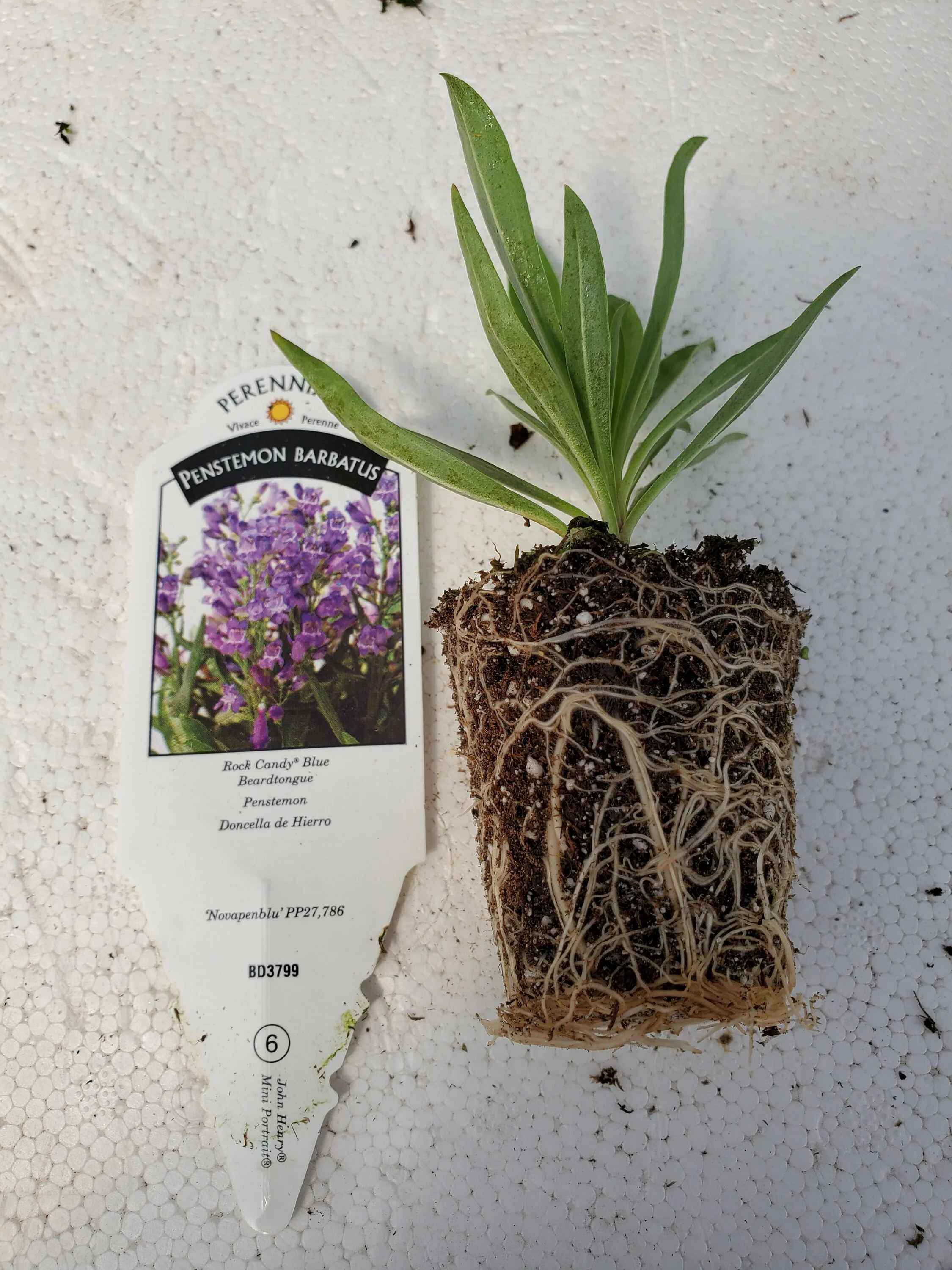 Penstemon barbatus Rock Candy Blue - Image 2