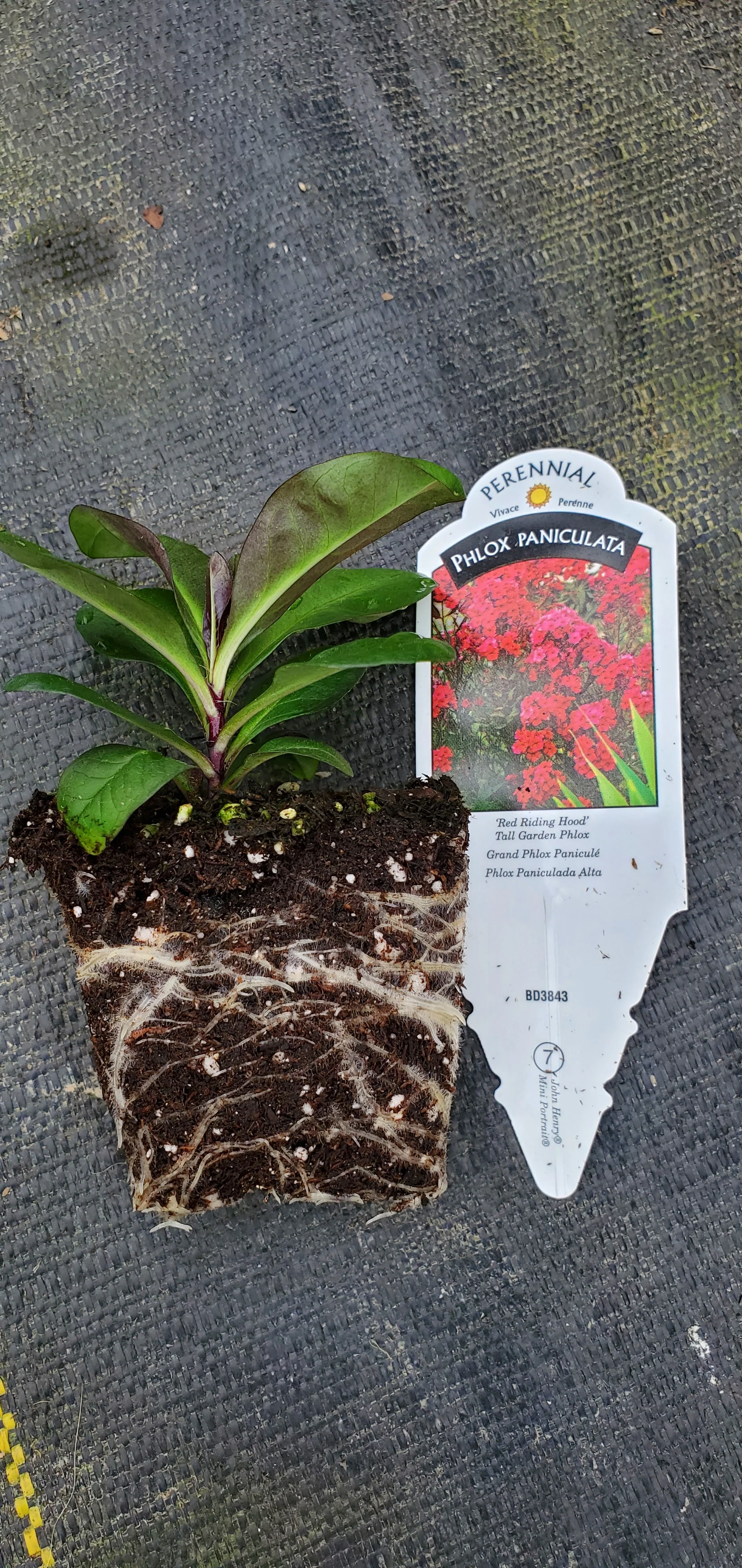 Phlox Red Riding Hood - Image 2