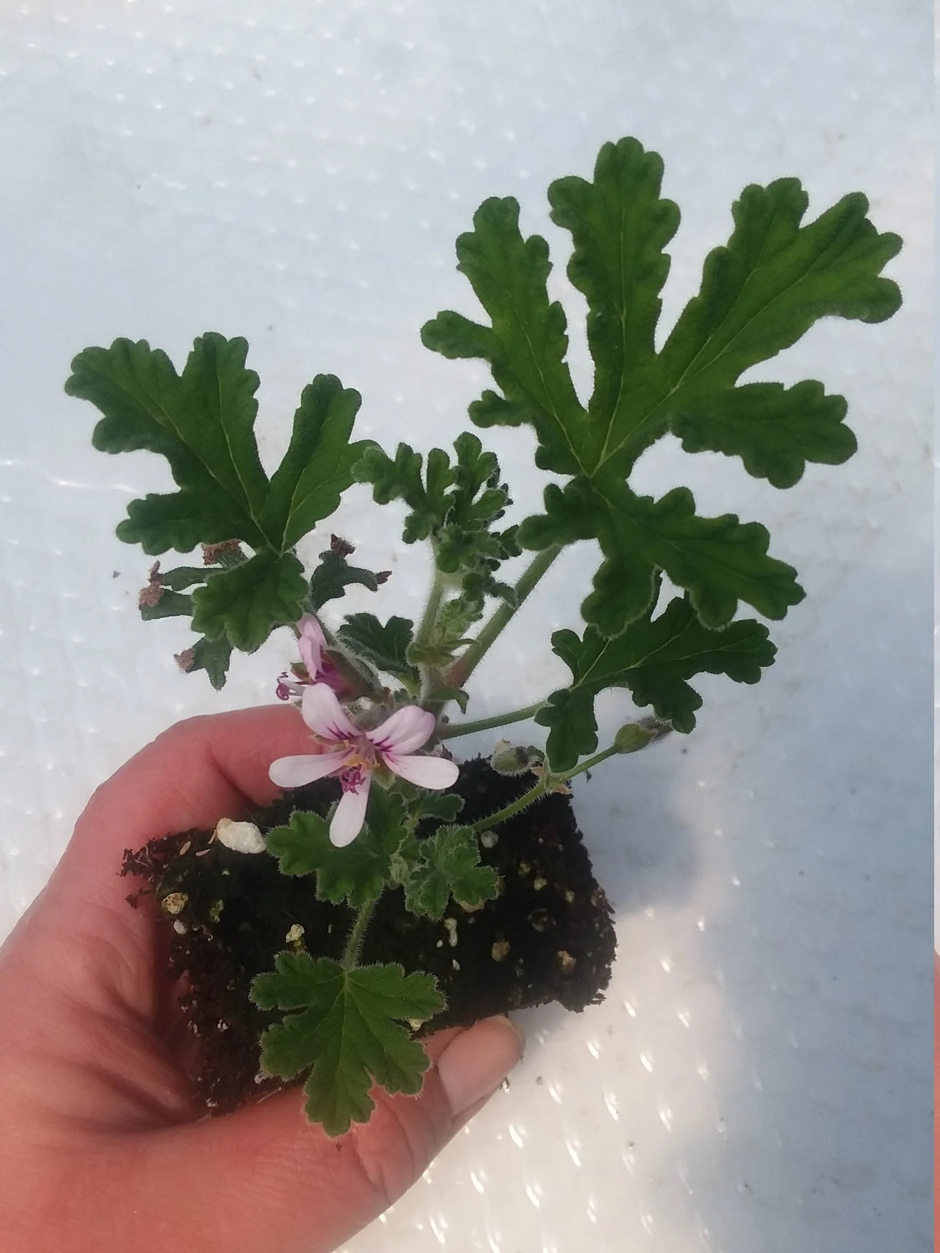 Peppermint Lace Scented Geranium