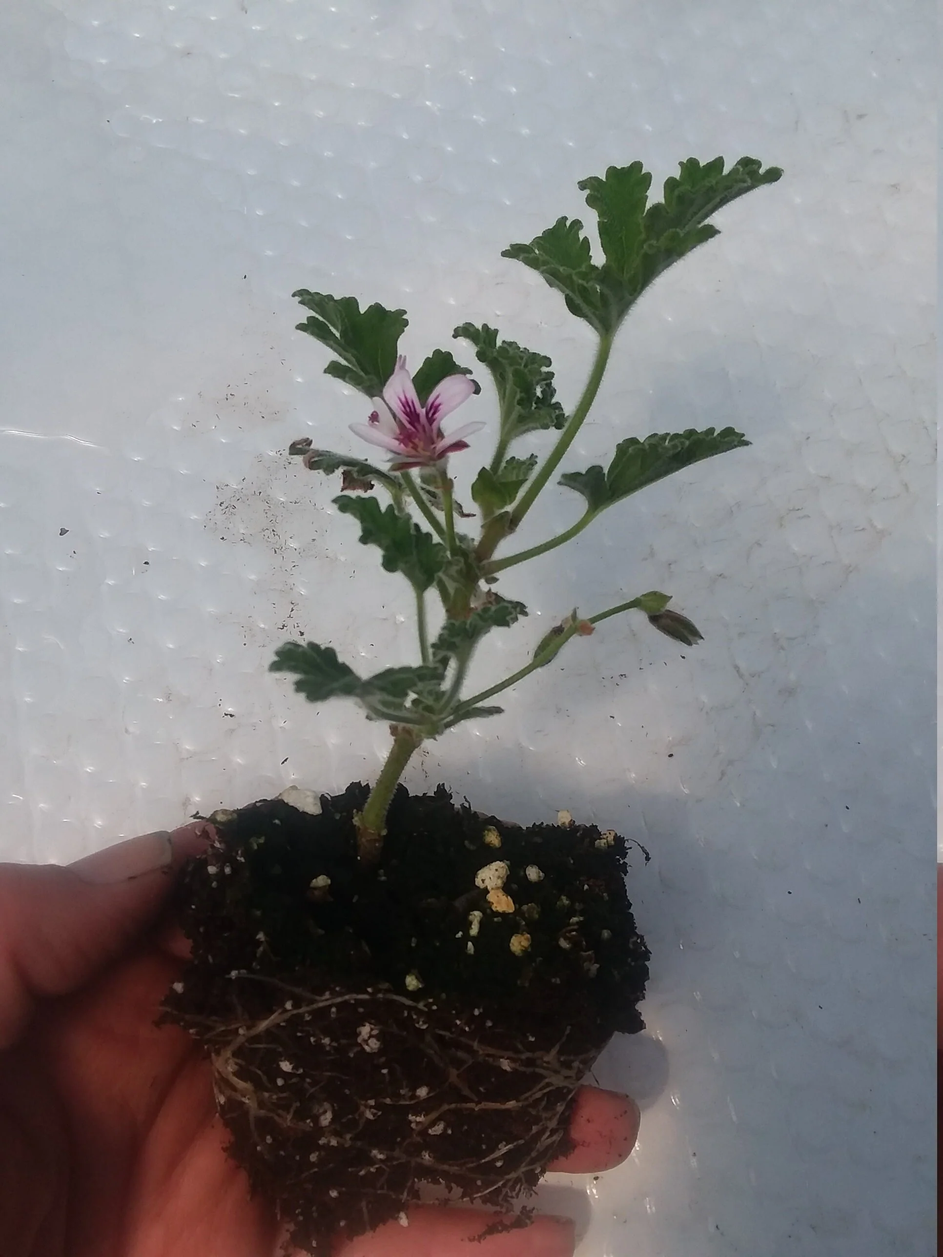 Peppermint Lace Scented Geranium - Image 2