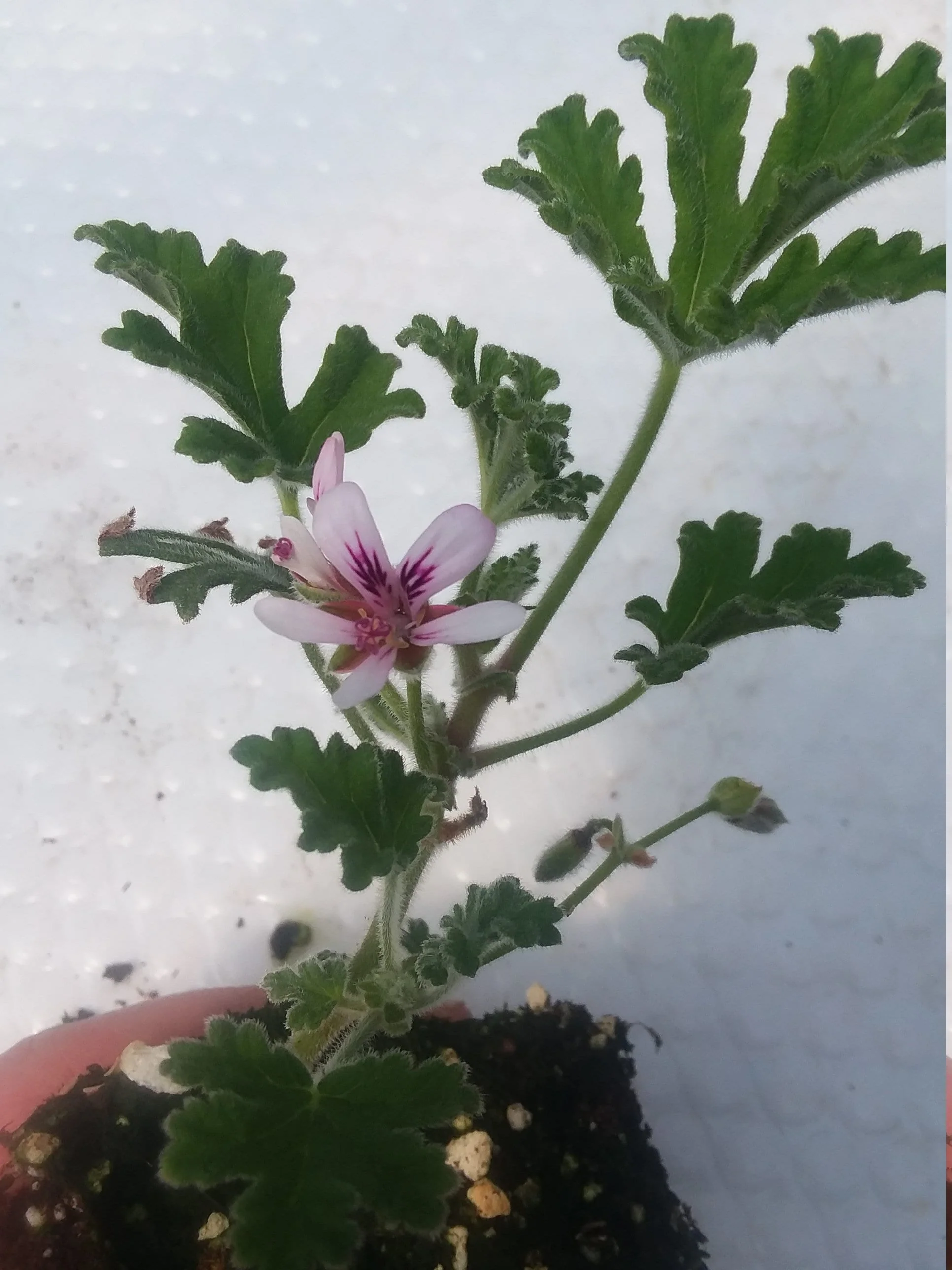 Peppermint Lace Scented Geranium - Image 3