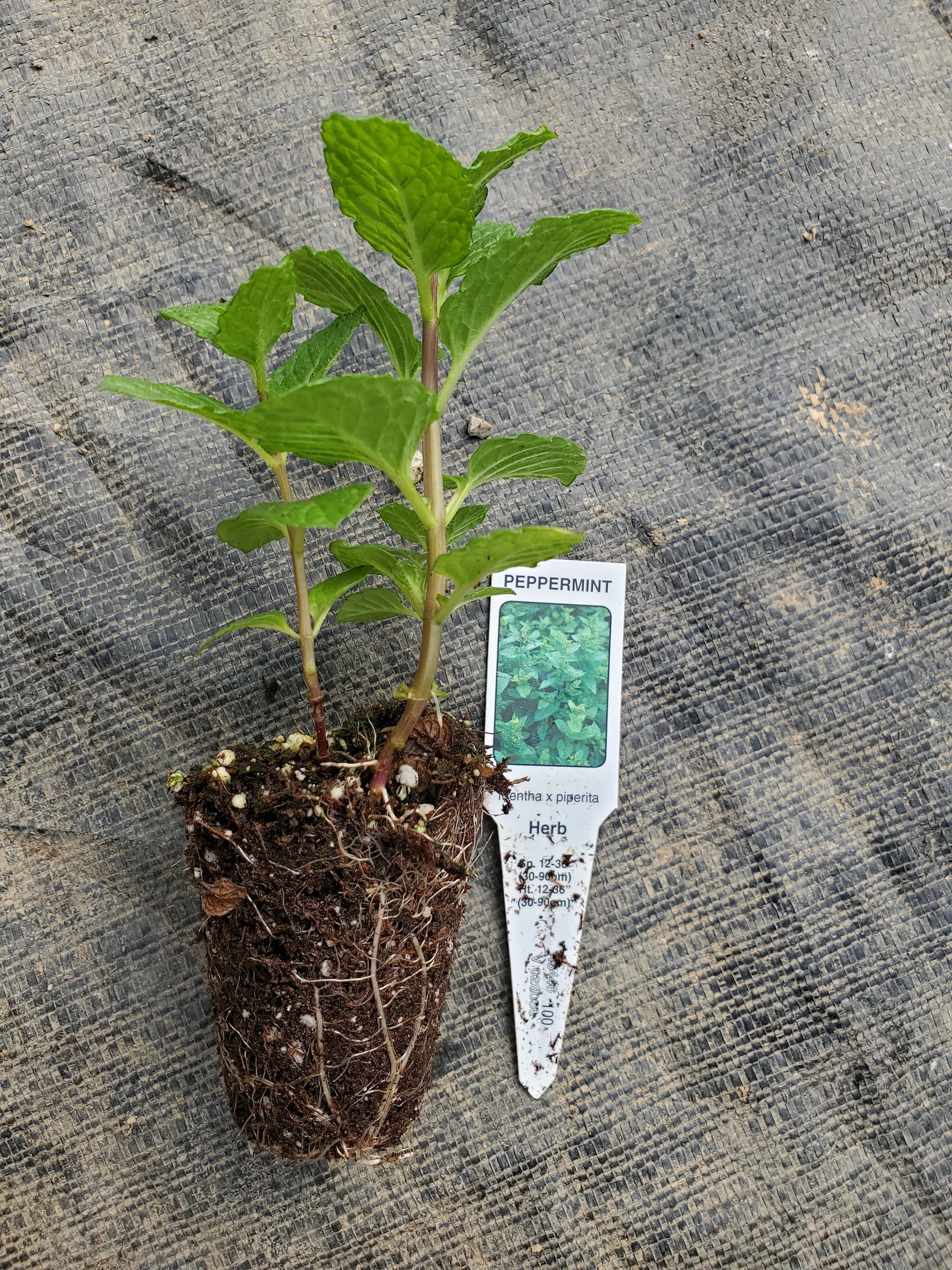 Peppermint plant - Image 2