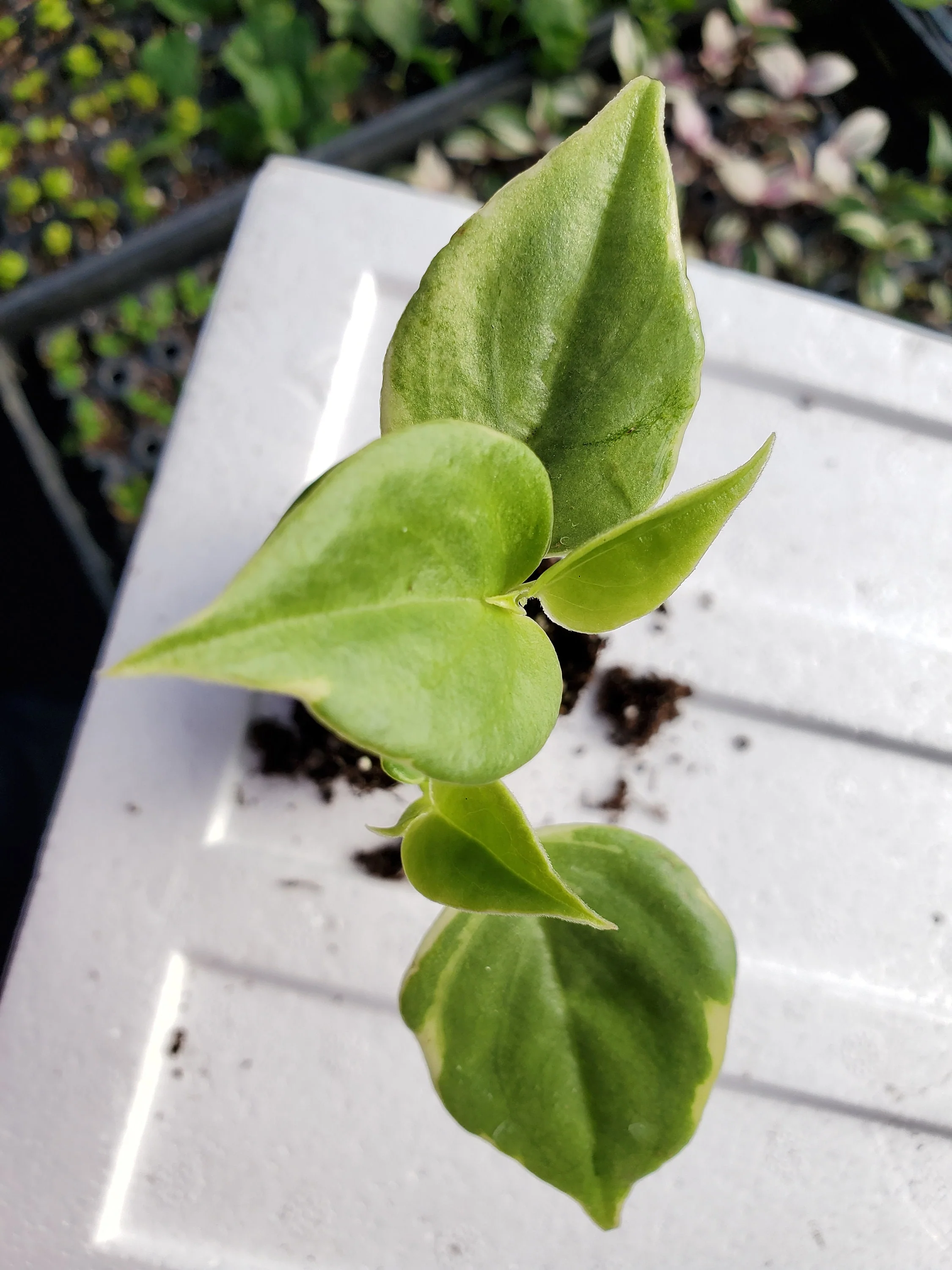 Pepperomia Variegated Scandens