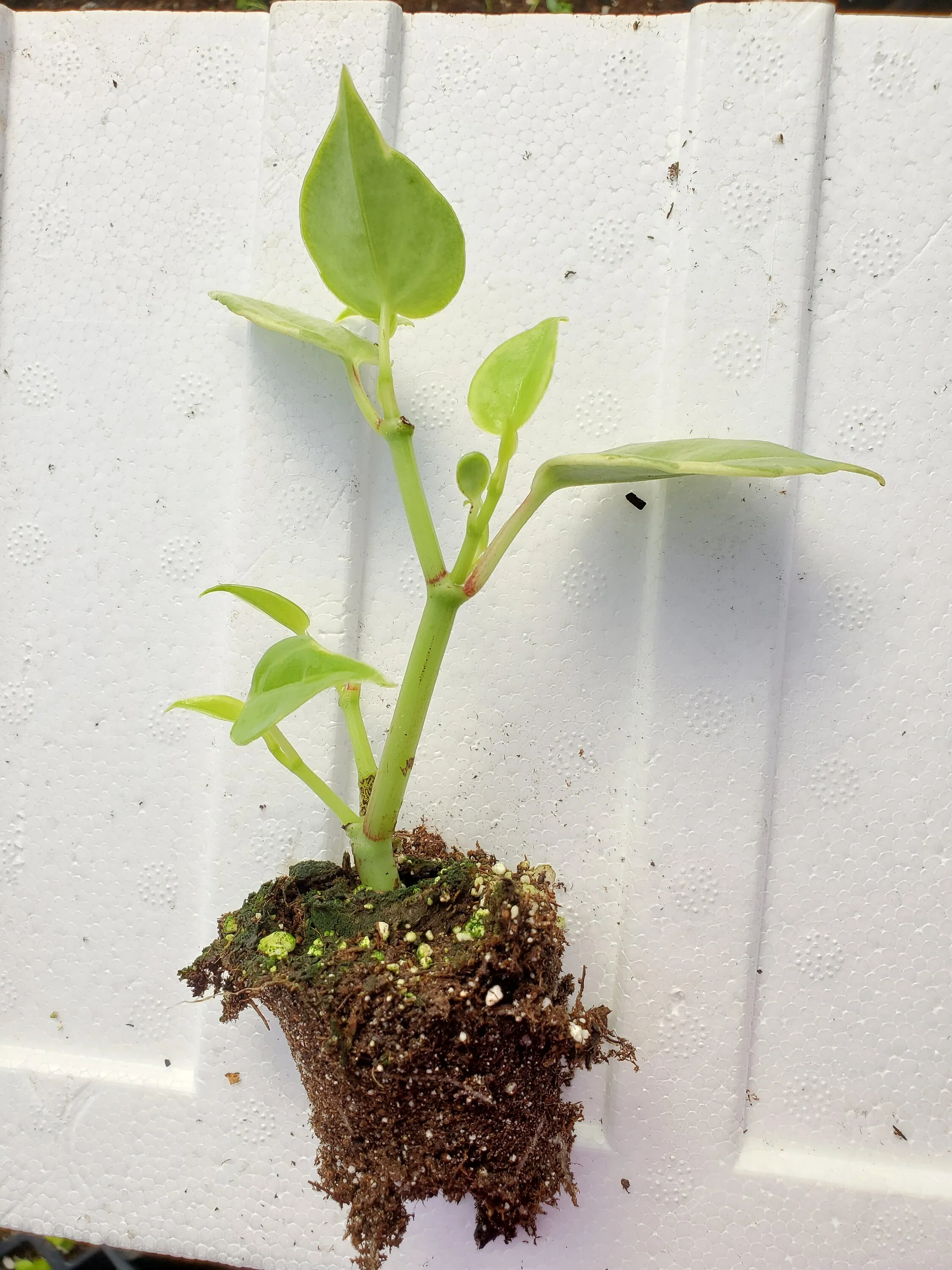 Pepperomia Variegated Scandens - Image 2