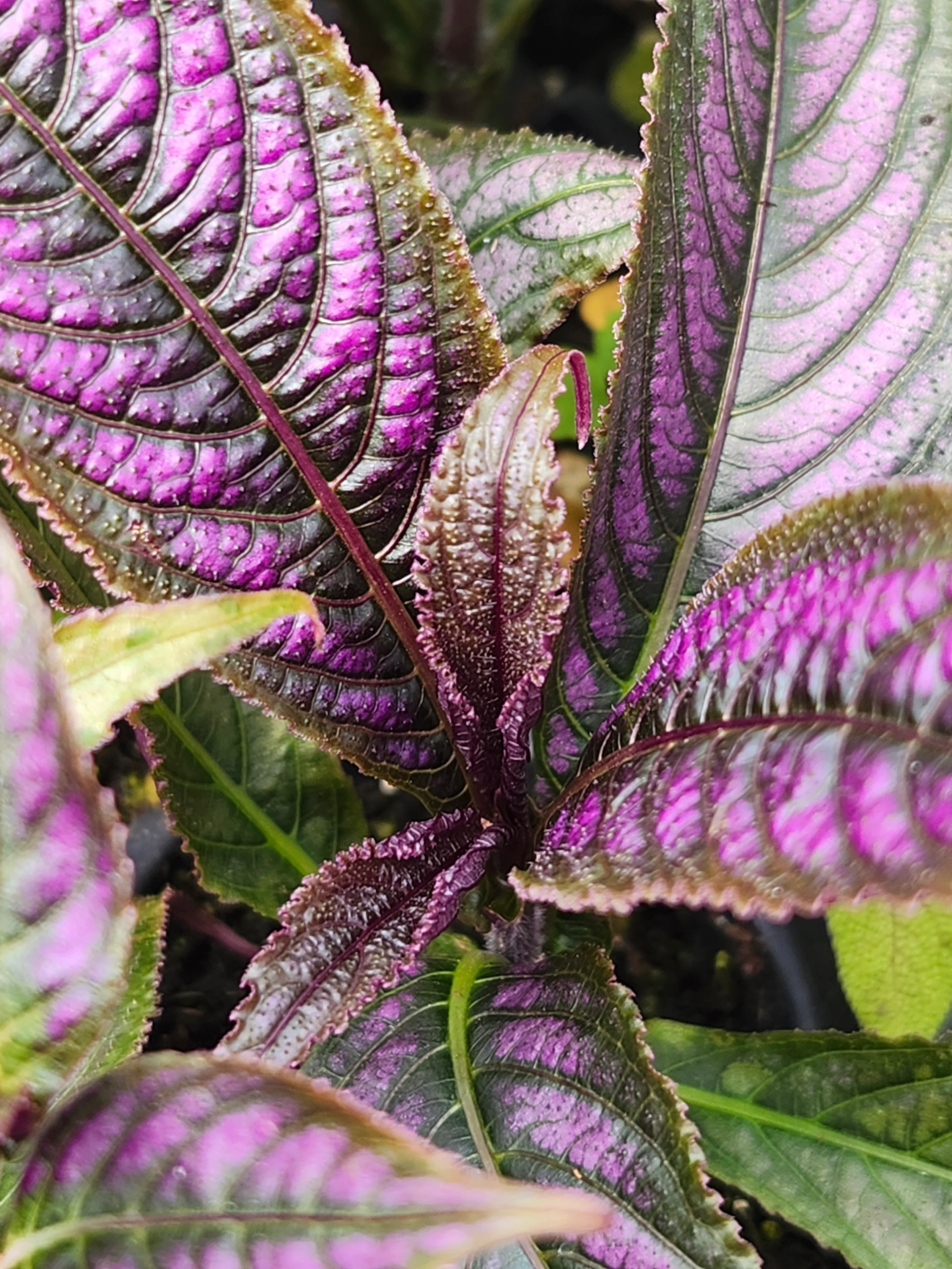 Persian Shield - Image 2