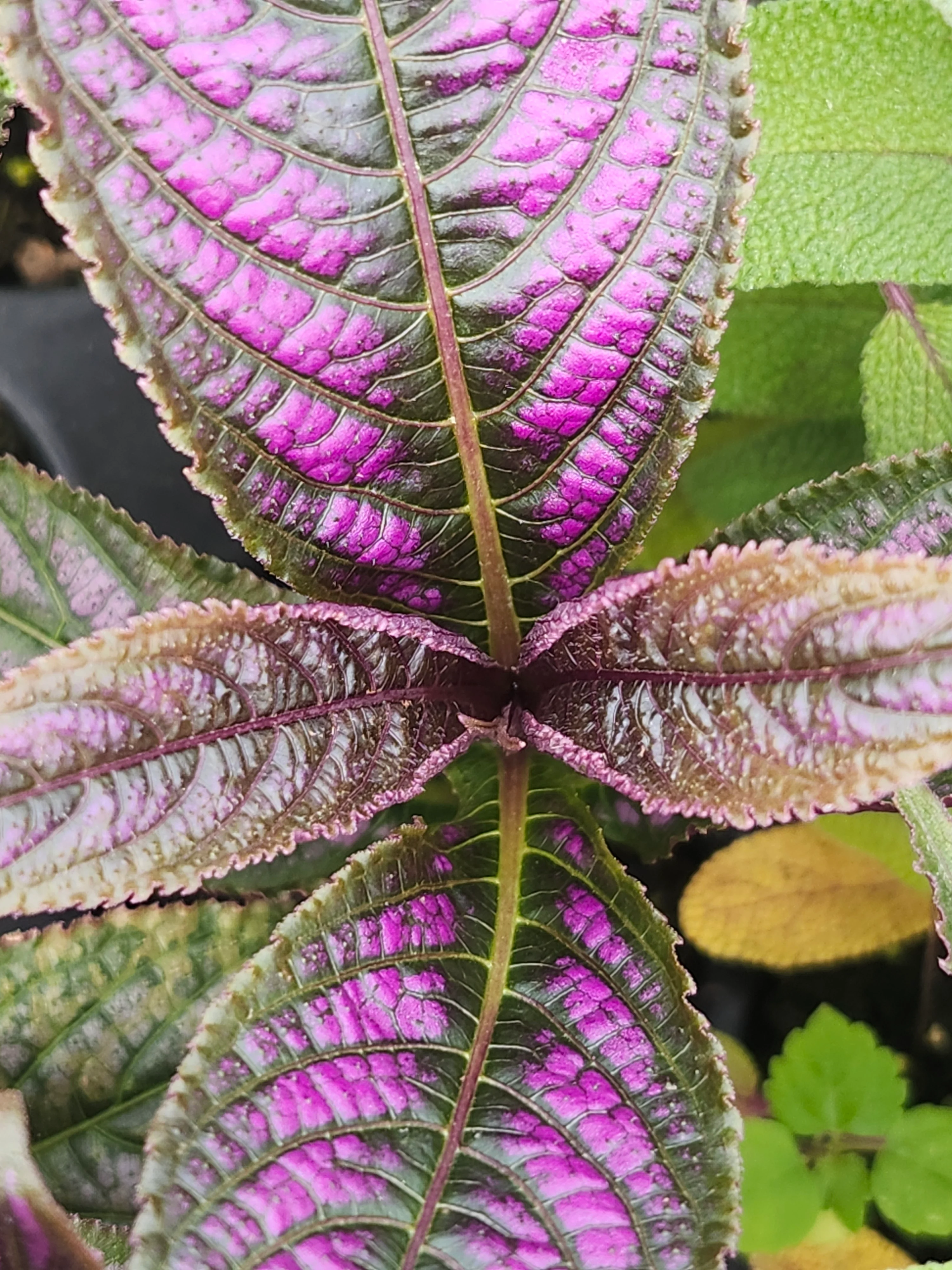 Persian Shield - Image 3