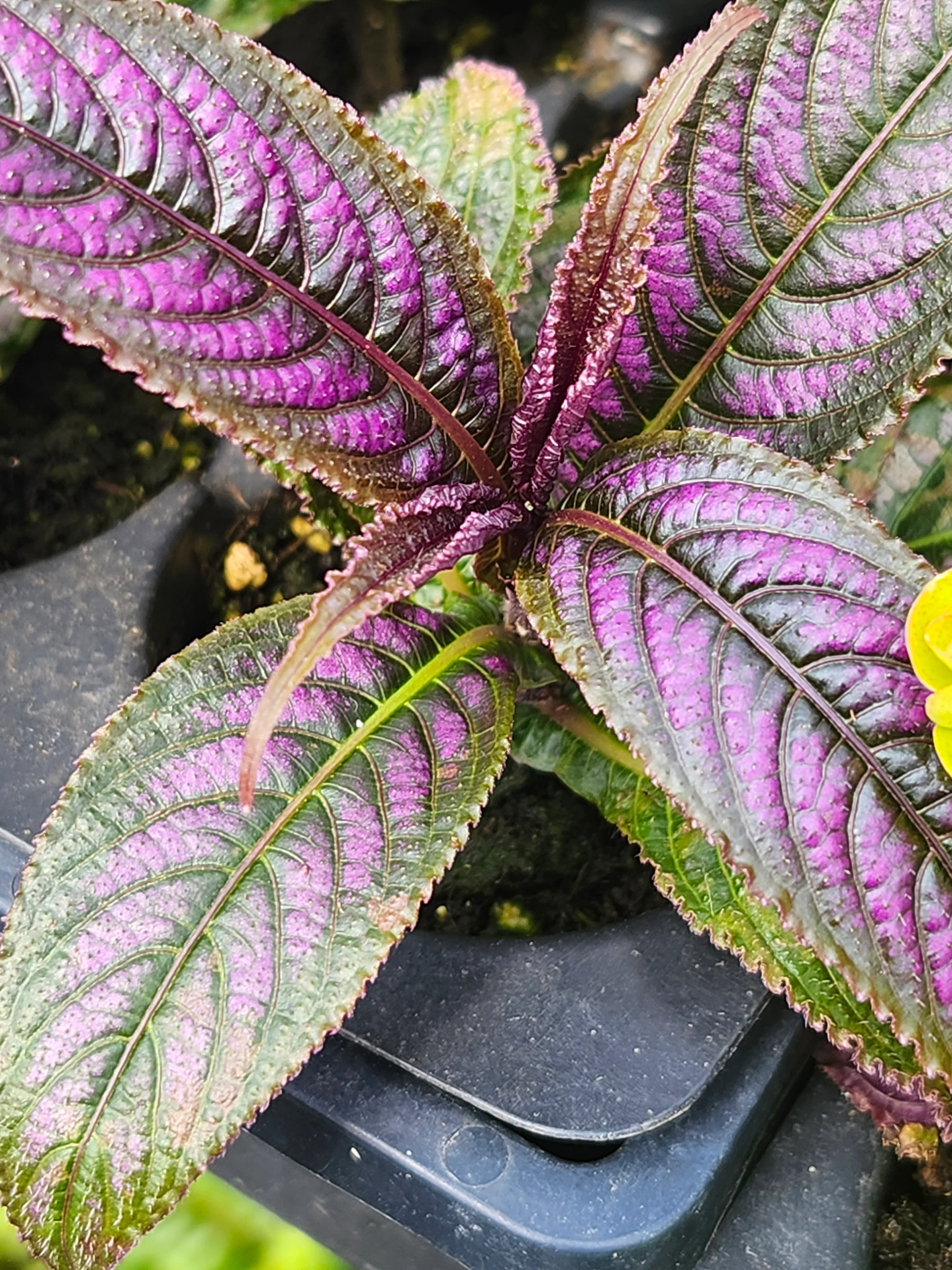 Persian Shield - Image 4