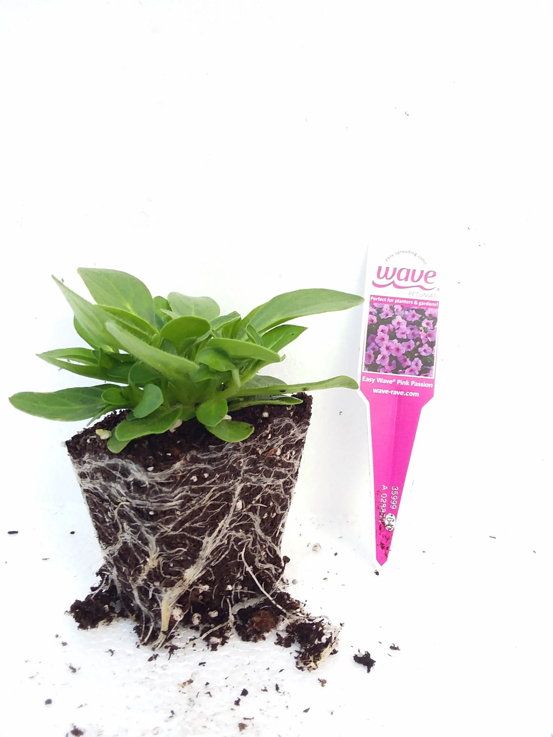 Petunia Easy Wave Pink - Image 2