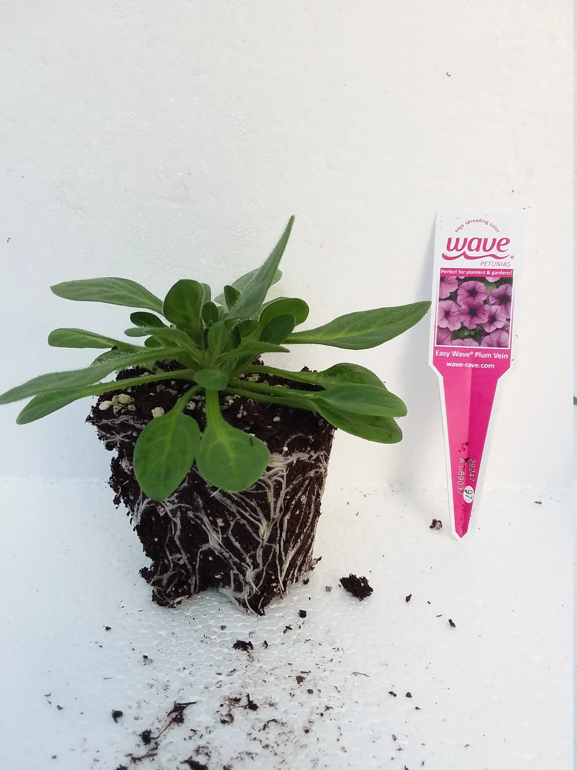Petunia Easy Wave  Plum Vein - Image 2