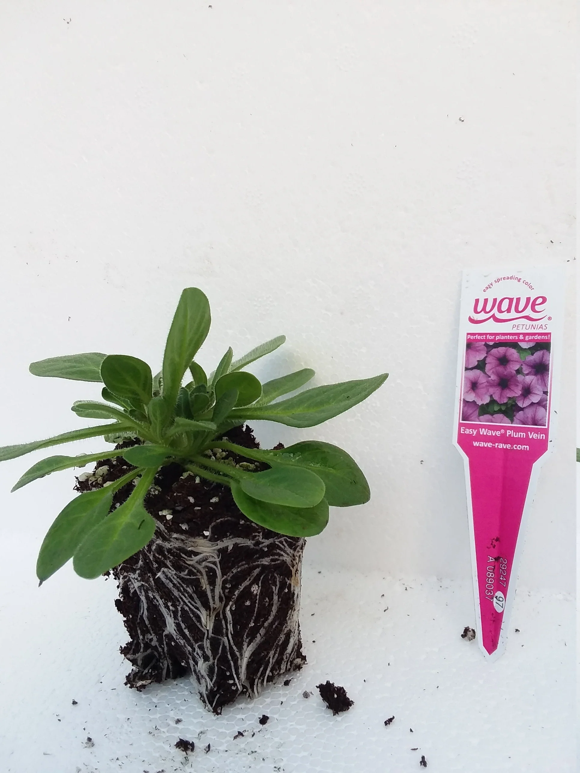 Petunia Easy Wave  Plum Vein - Image 3