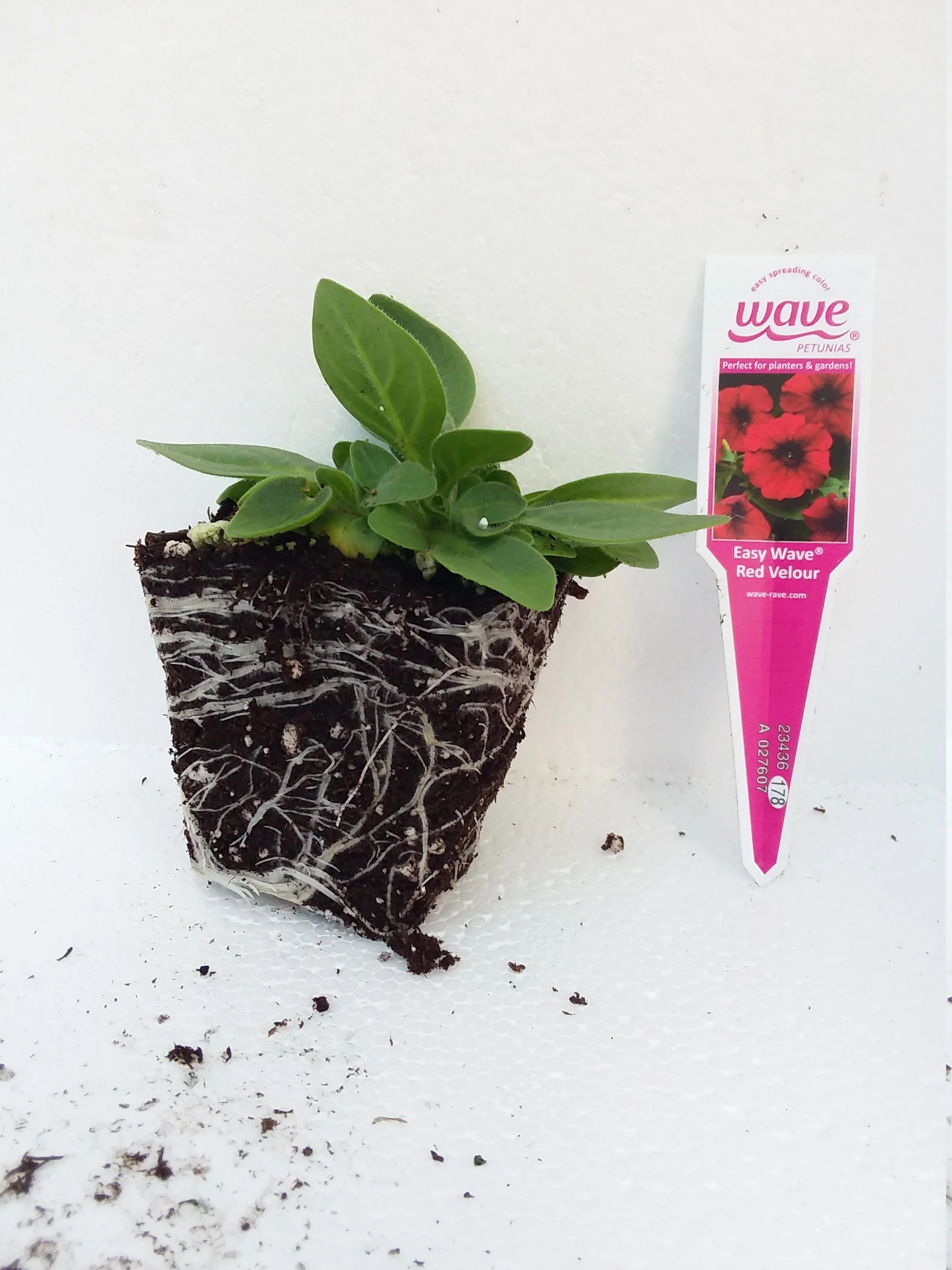 Petunia Easy Wave Red Velour - Image 2