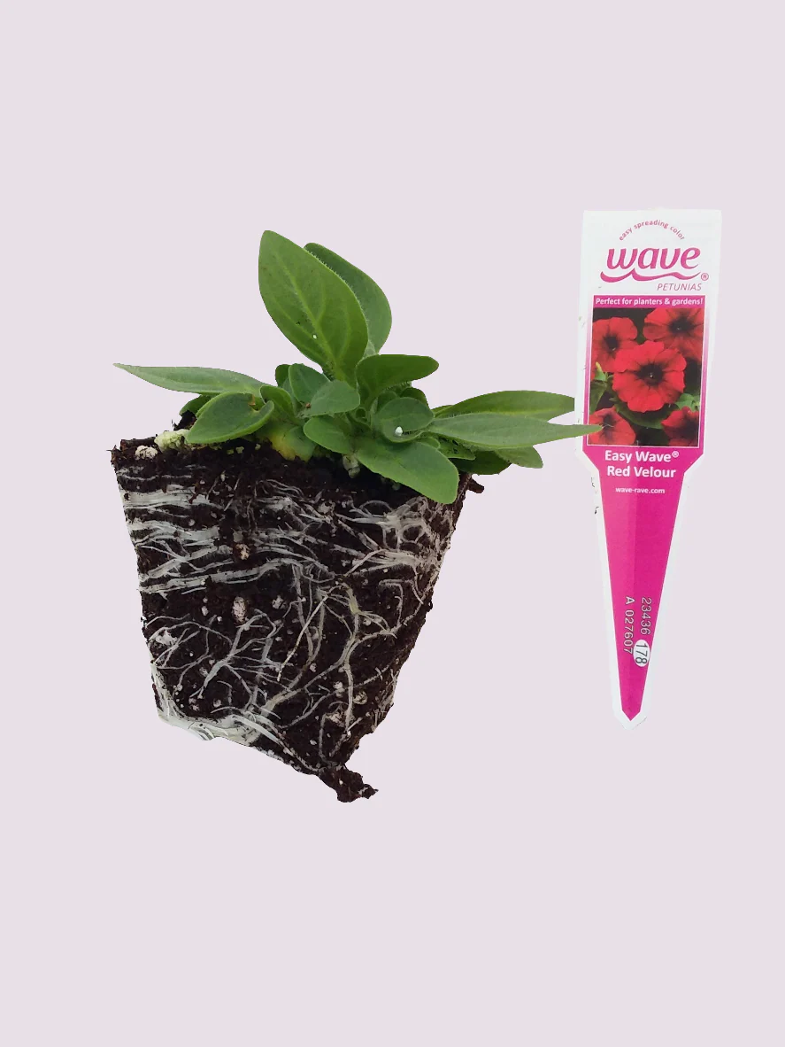 Petunia Easy Wave Red Velour - Image 3