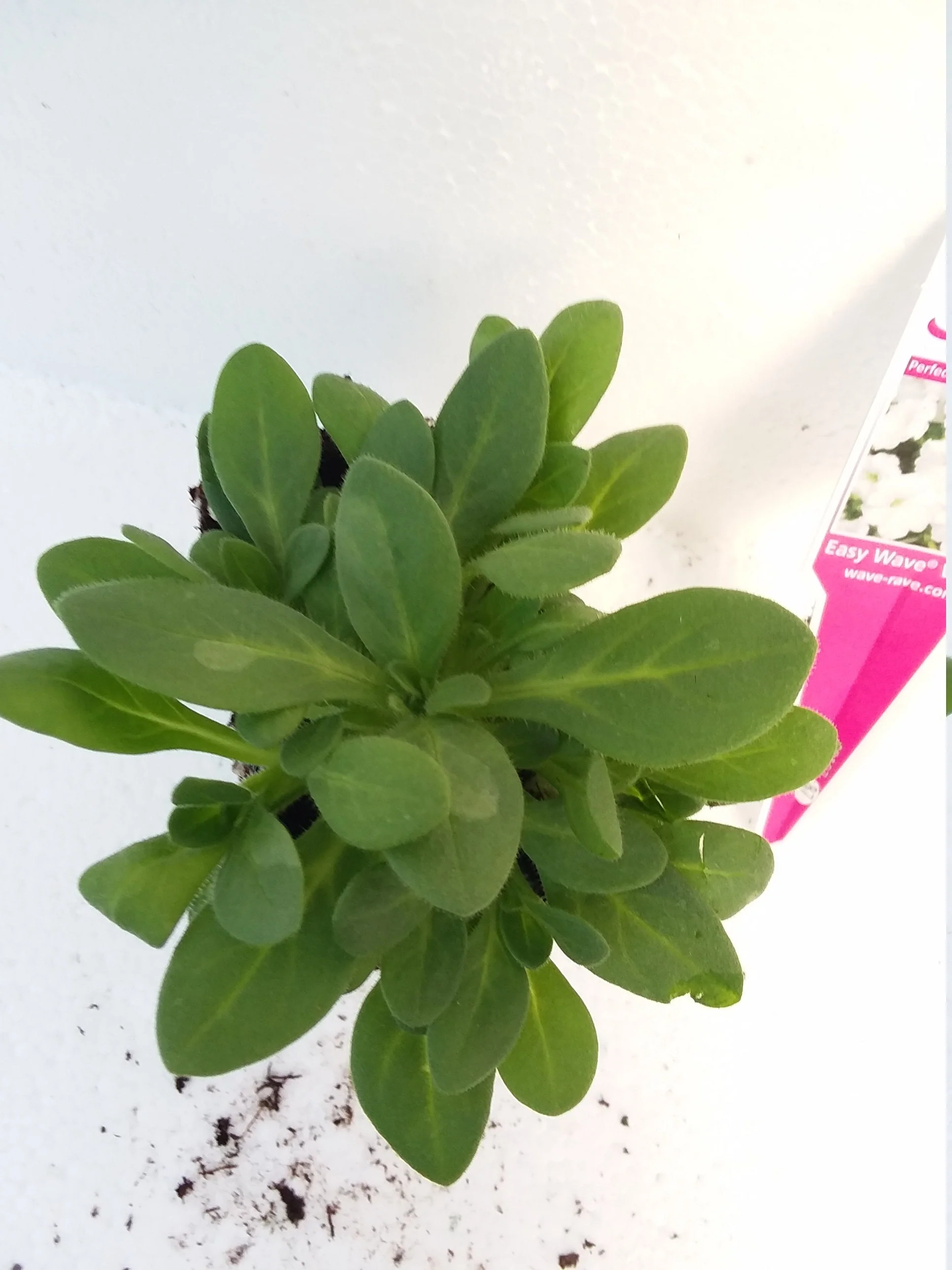 Petunia Easy Wave Silver