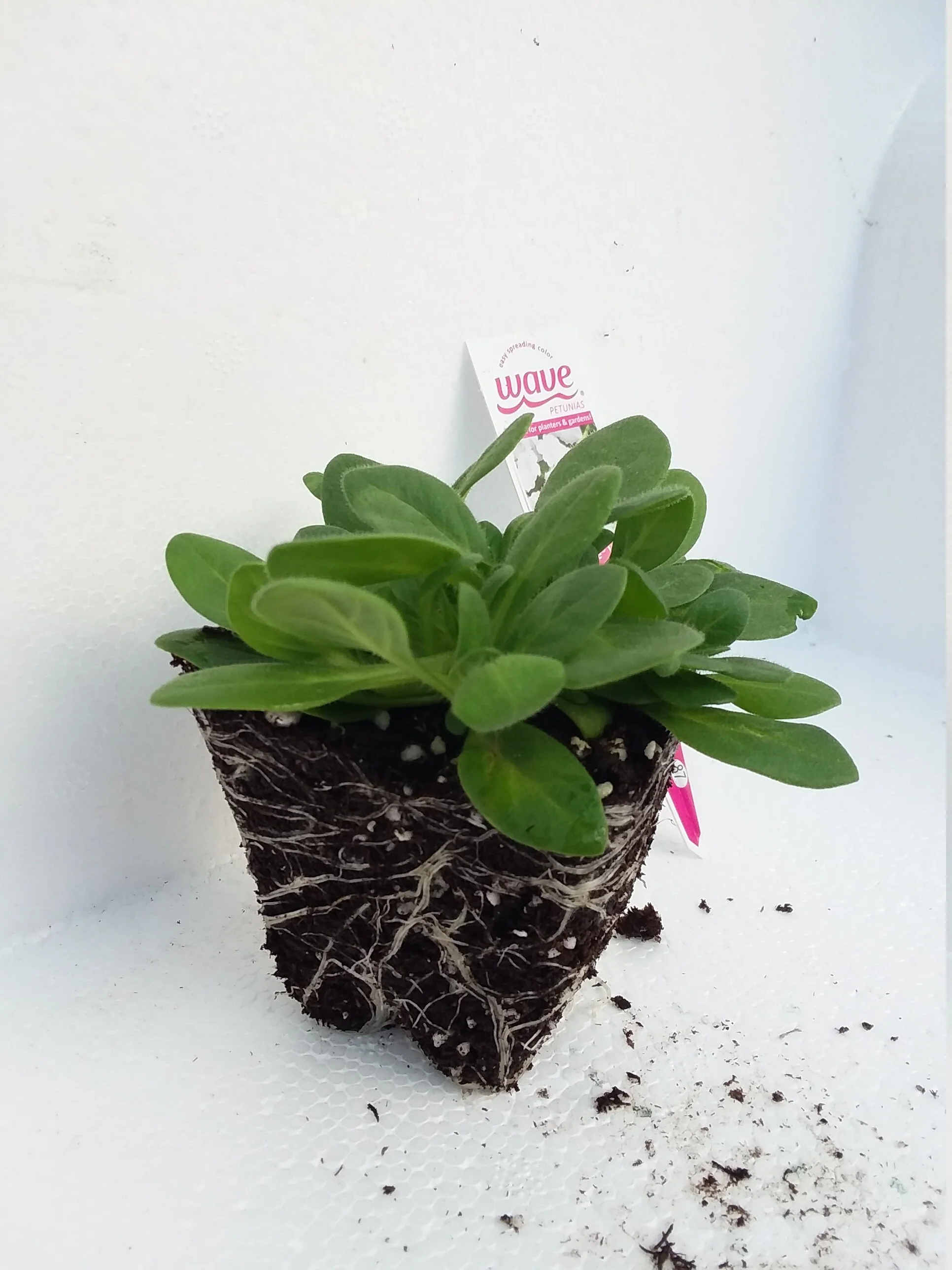 Petunia Easy Wave Silver - Image 3