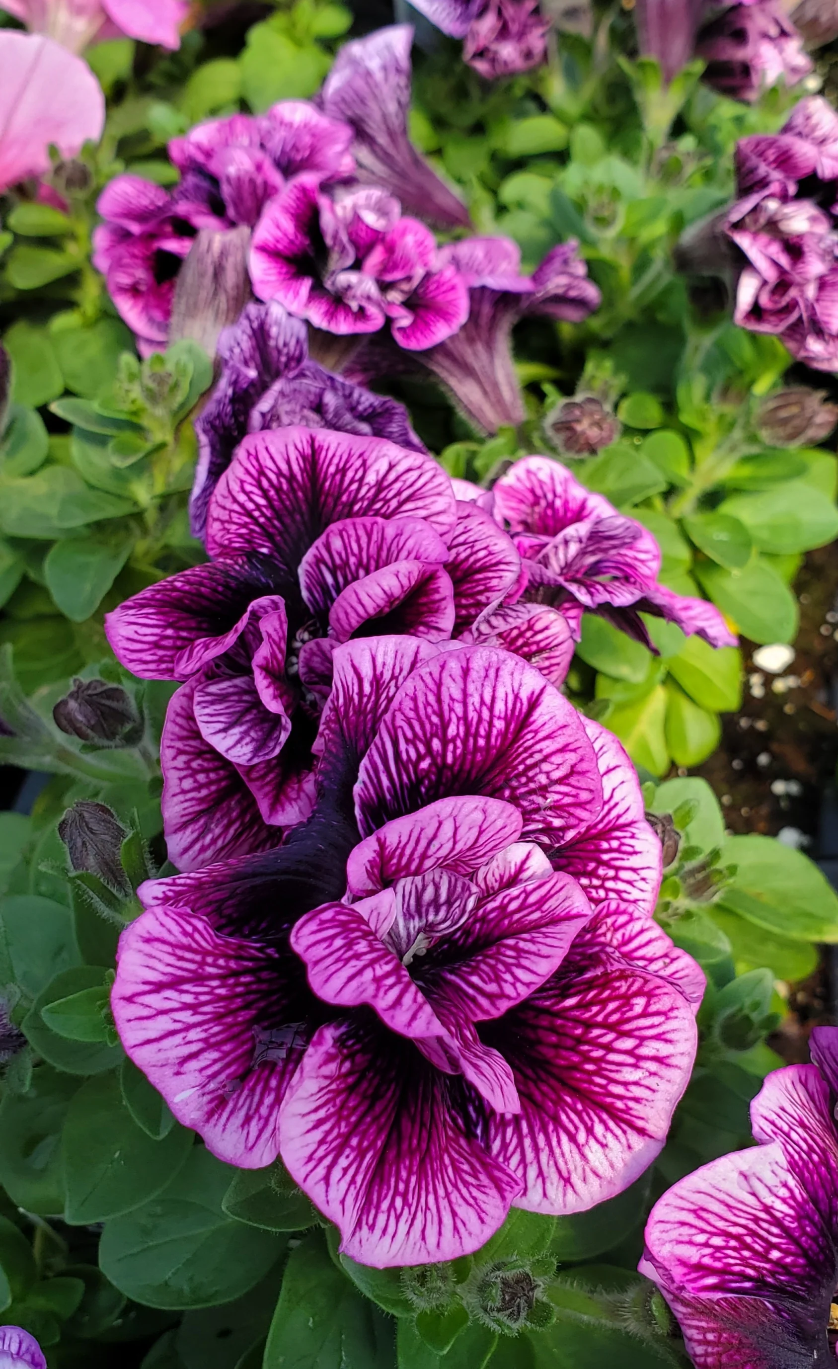 Petunia Veranda Double Sugar Plum
