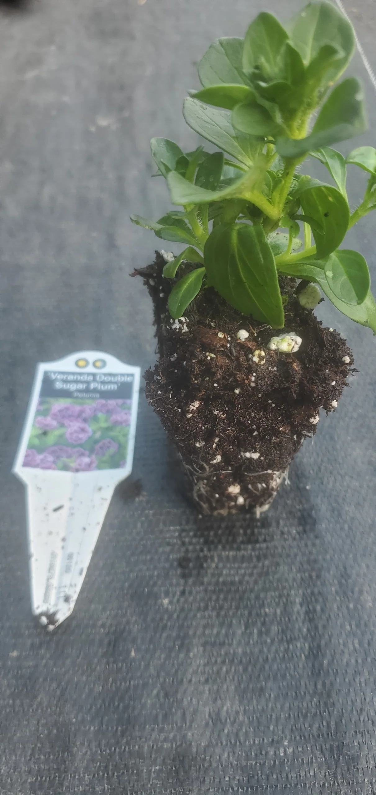 Petunia Veranda Double Sugar Plum - Image 2