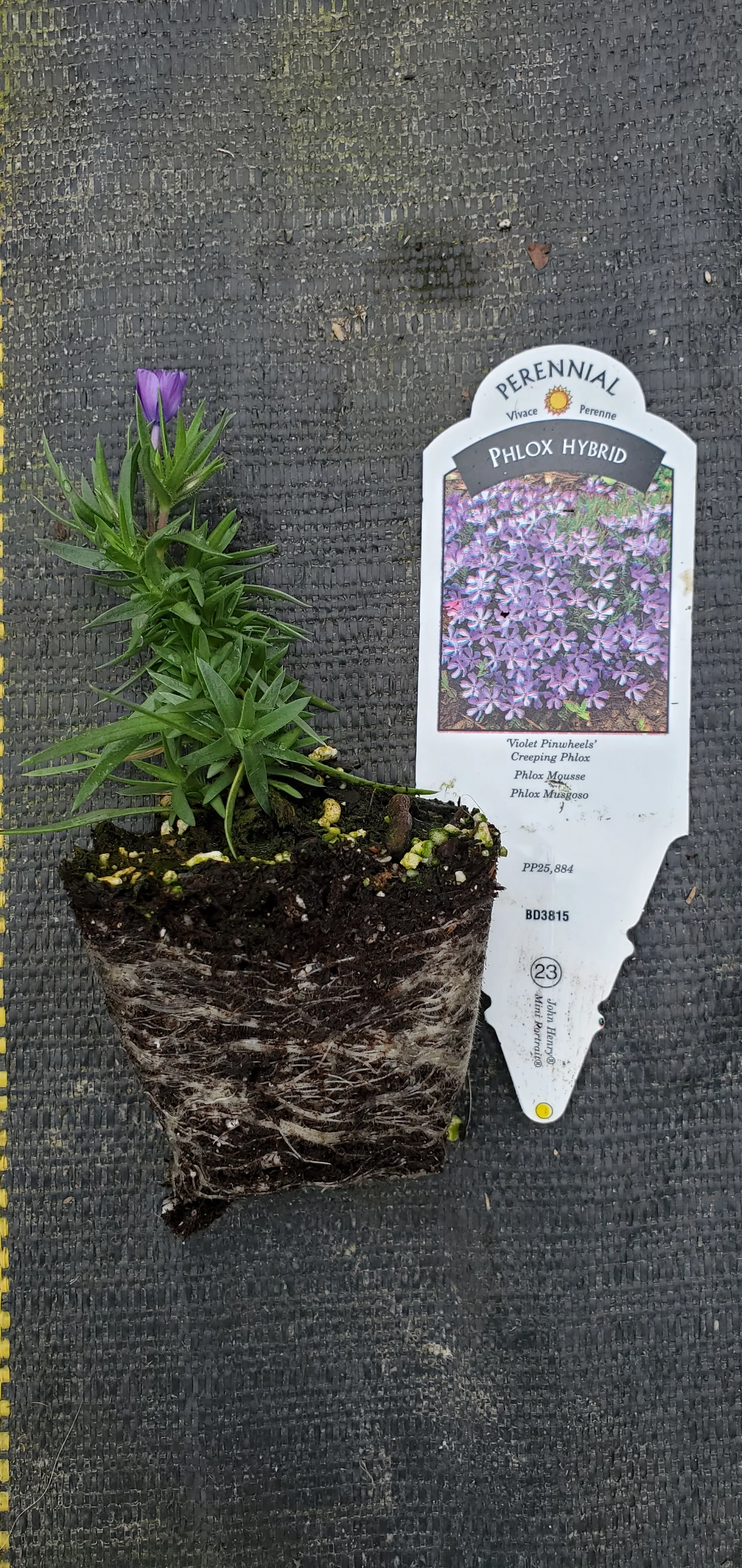 Phlox Violet Pinwheels Creeping Phlox - Image 3