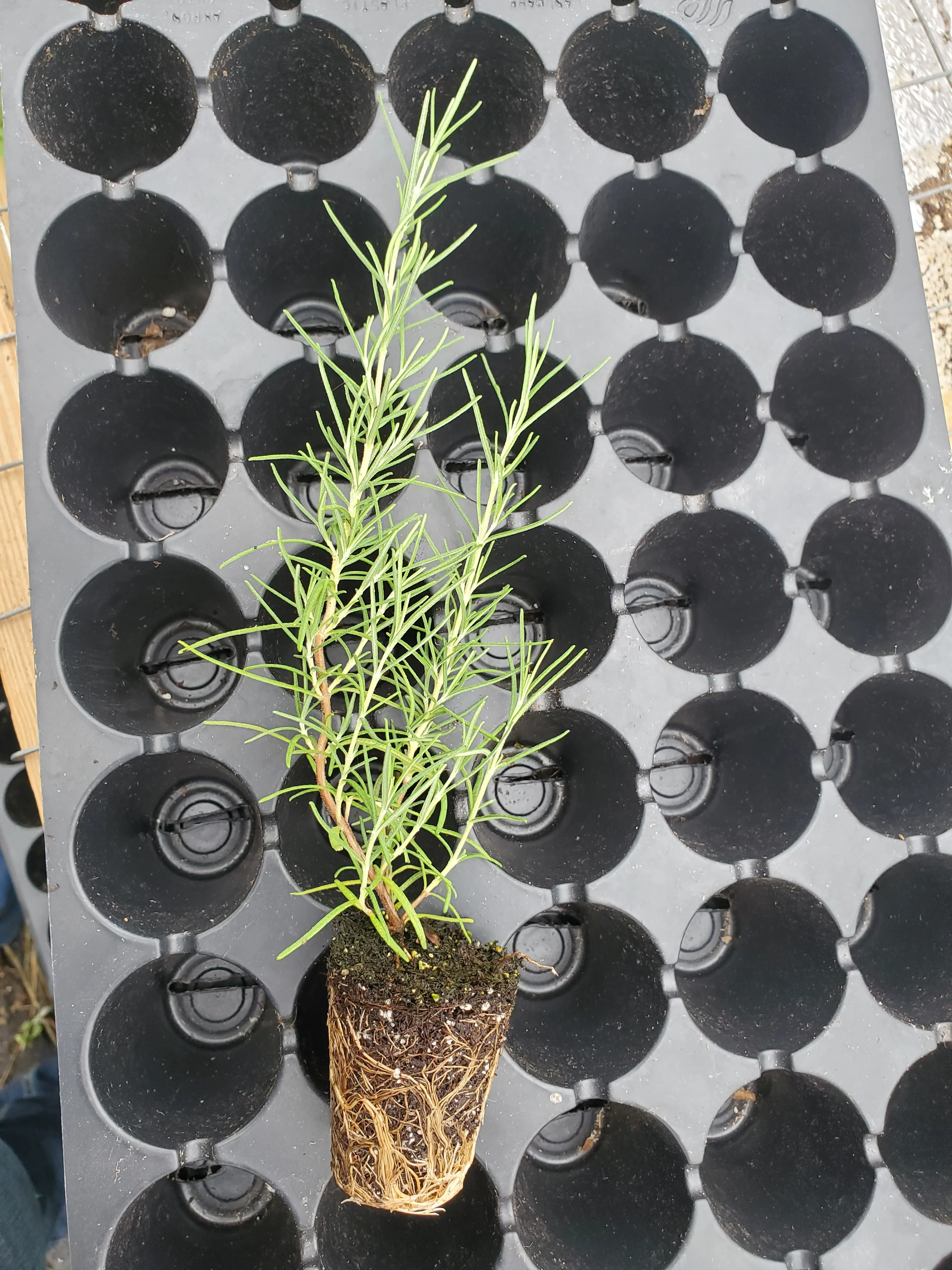 Pine Leaf Rosemary